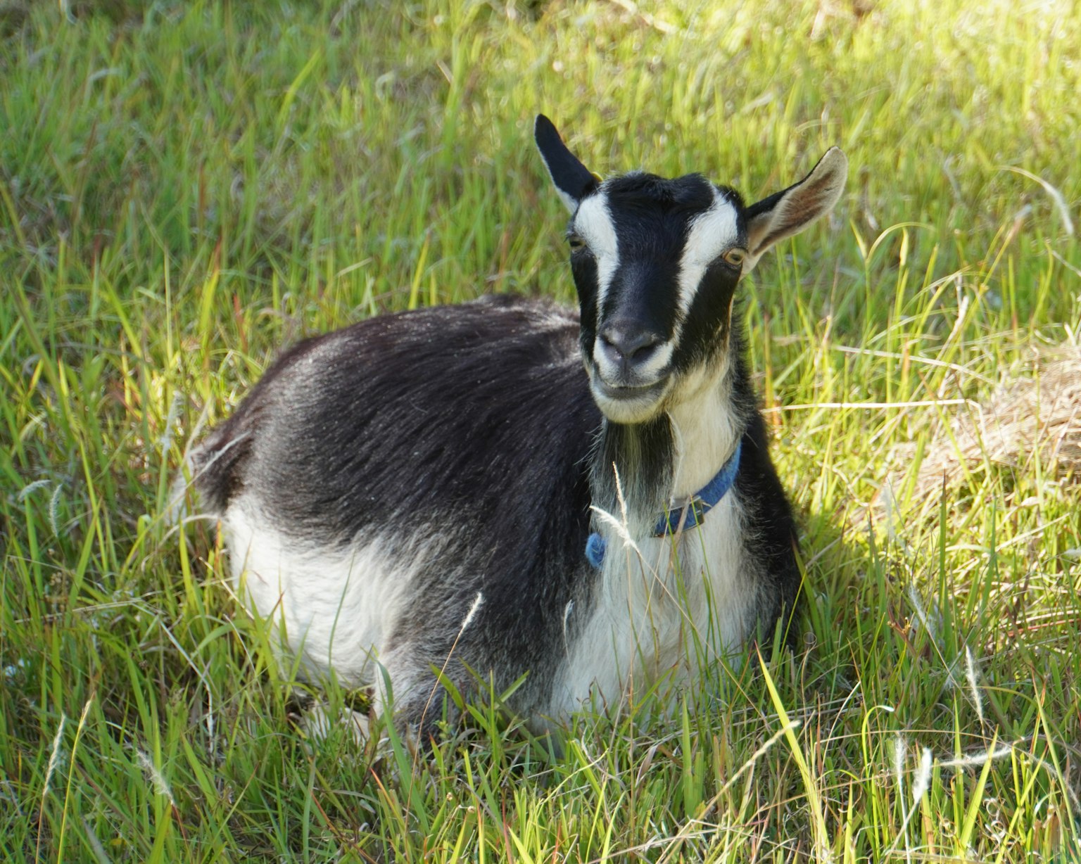 Black and white goat lying in the grass
