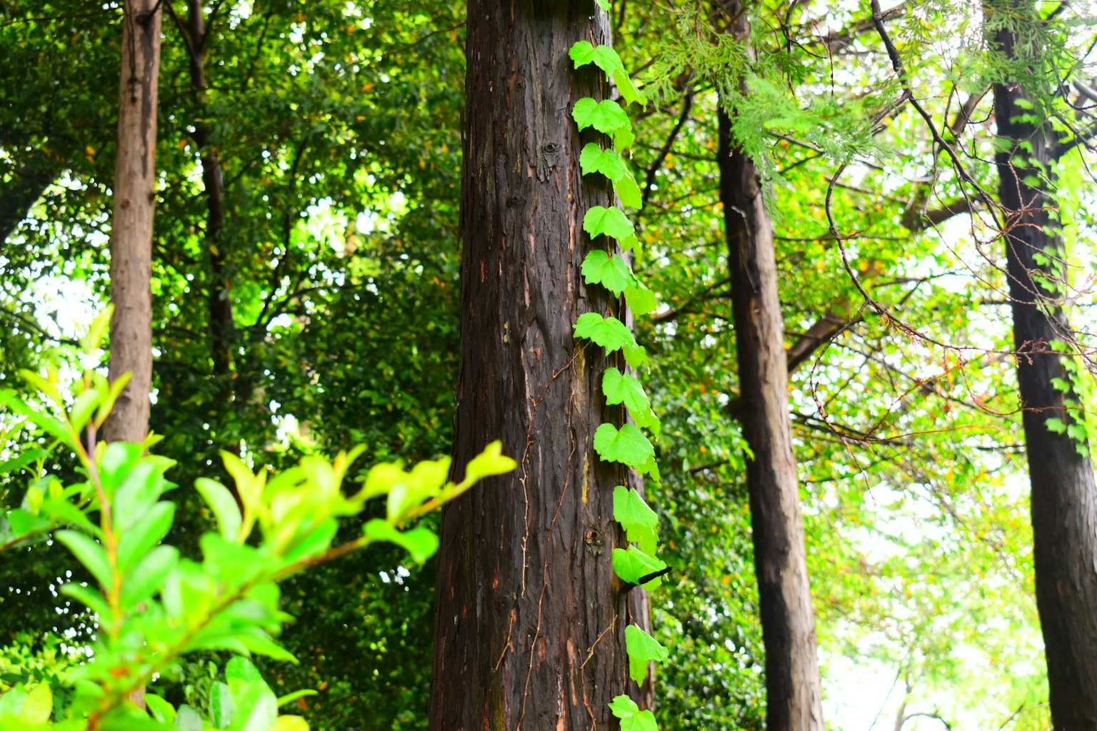 Vigne verte grimpant sur un tronc d'arbre entouré de verdure luxuriante