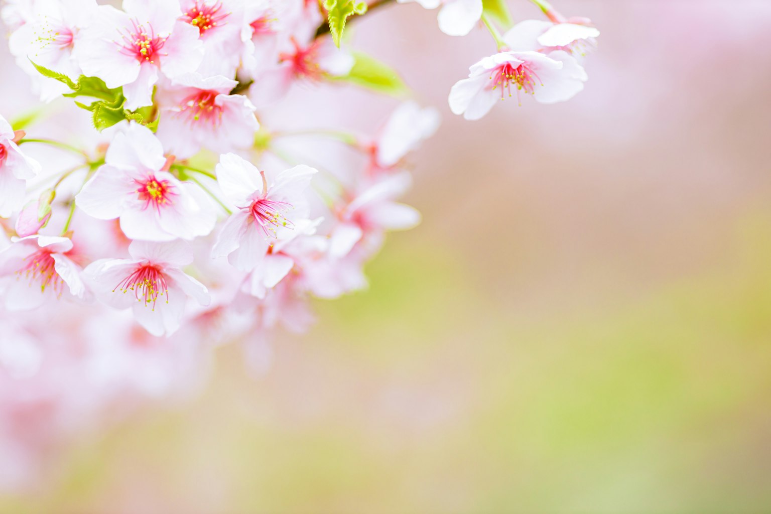 photo-sE8wxDtkyBSH1W3YlPhQ-image