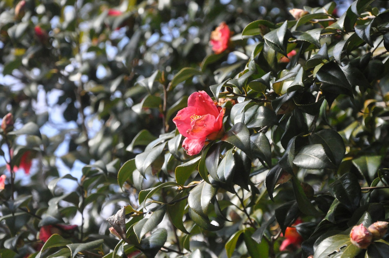 Rote Blume blüht zwischen grünen Blättern