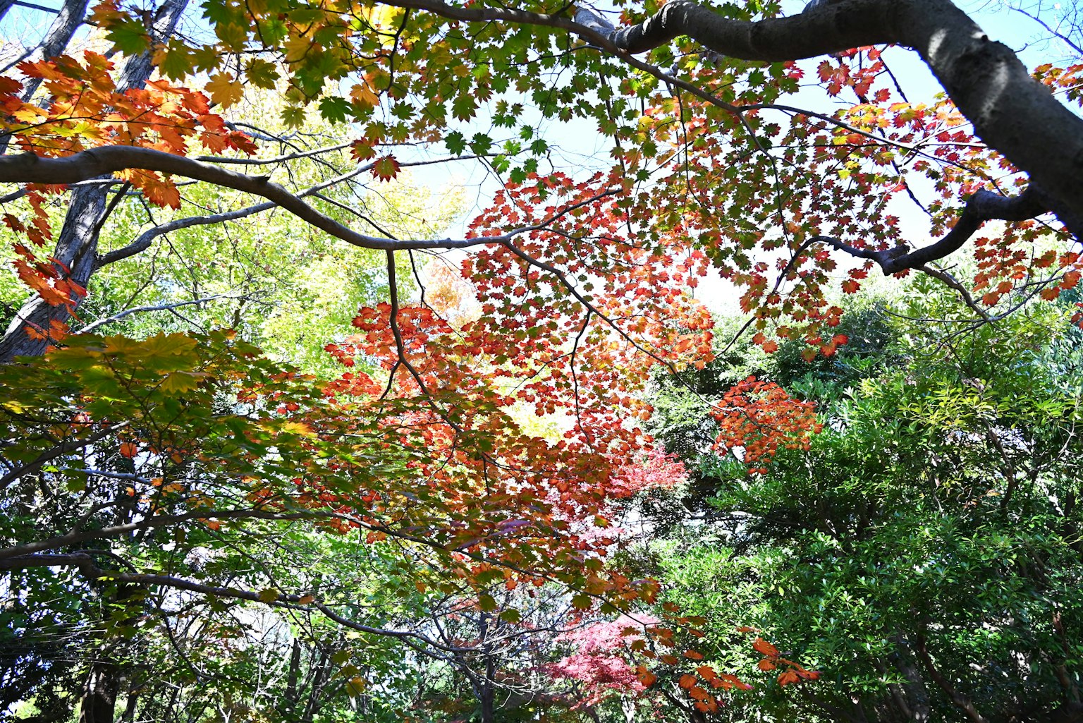 Colorful leaves spread across the trees in a vibrant landscape