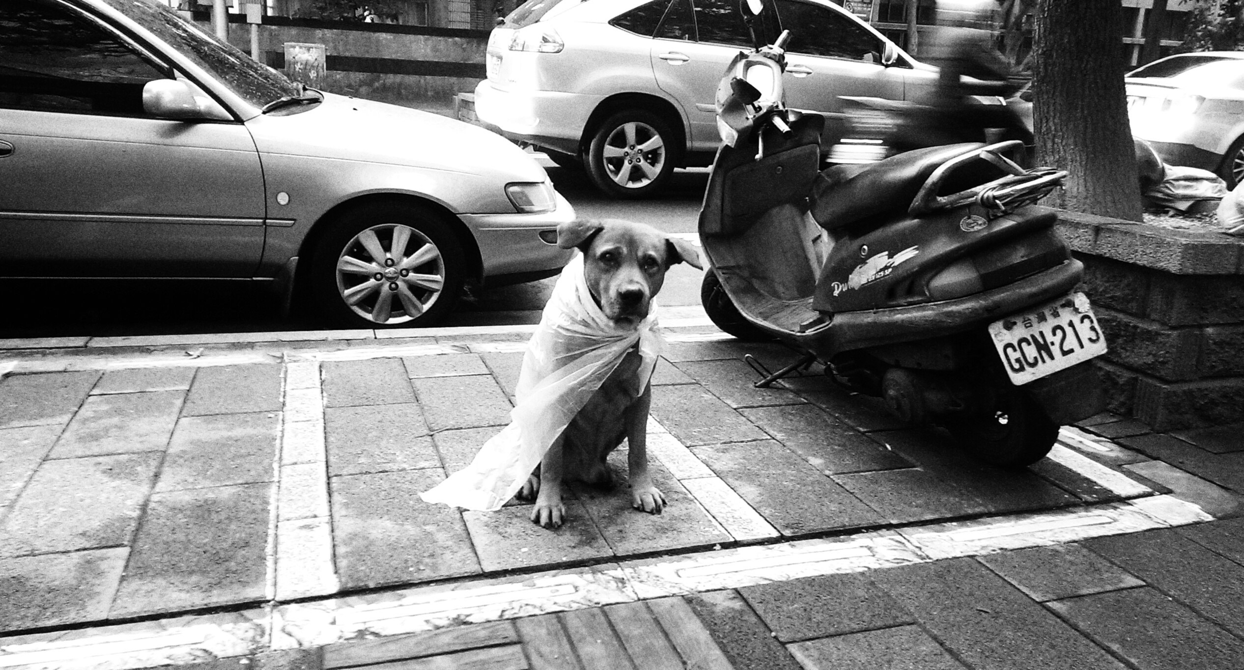 台北の路上で犬が歩道のタイルの上に座る