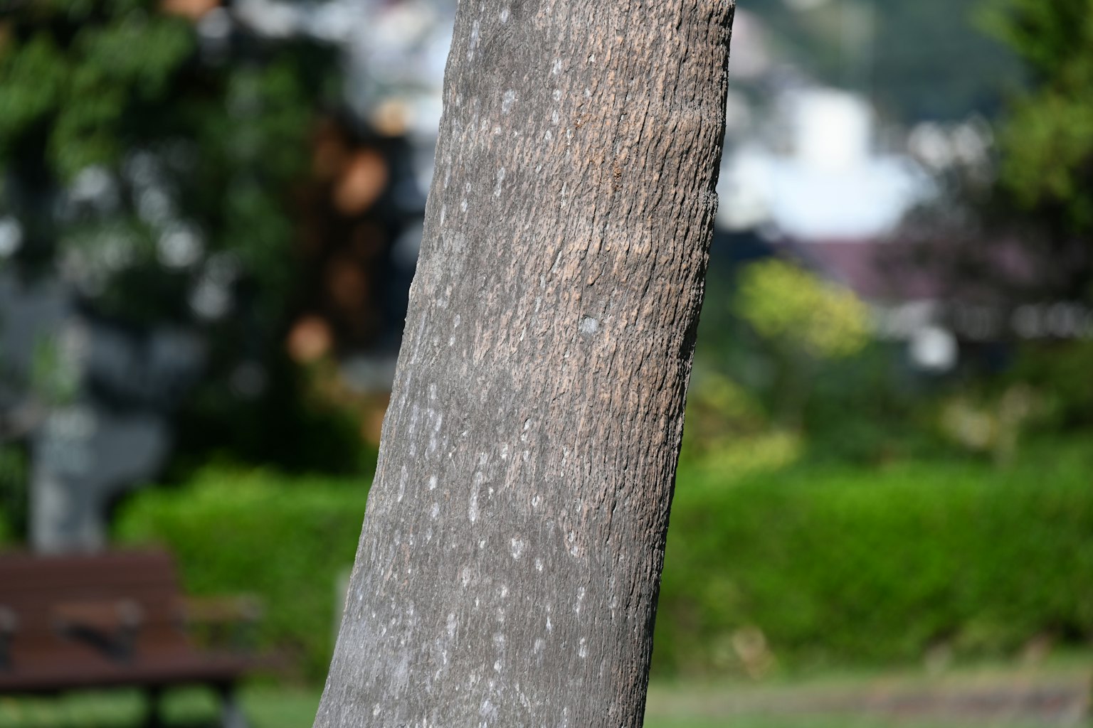 Primo piano di un tronco d'albero con erba verde sfocata e una panchina sullo sfondo