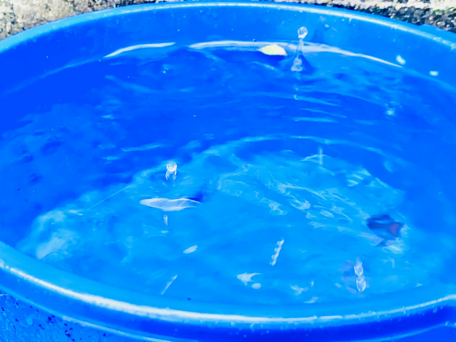 Blue pool with rippling water and floating leaves