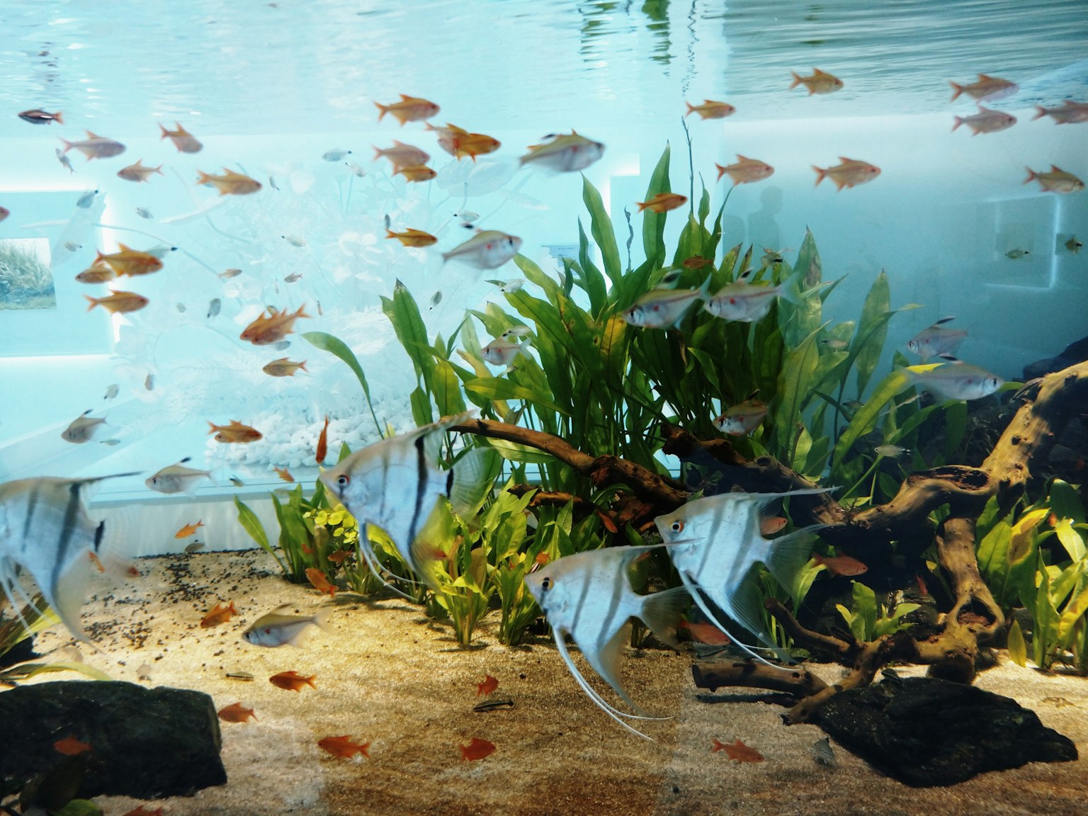 水槽の中で泳ぐ魚たちと緑の水草が見える美しい水中シーン