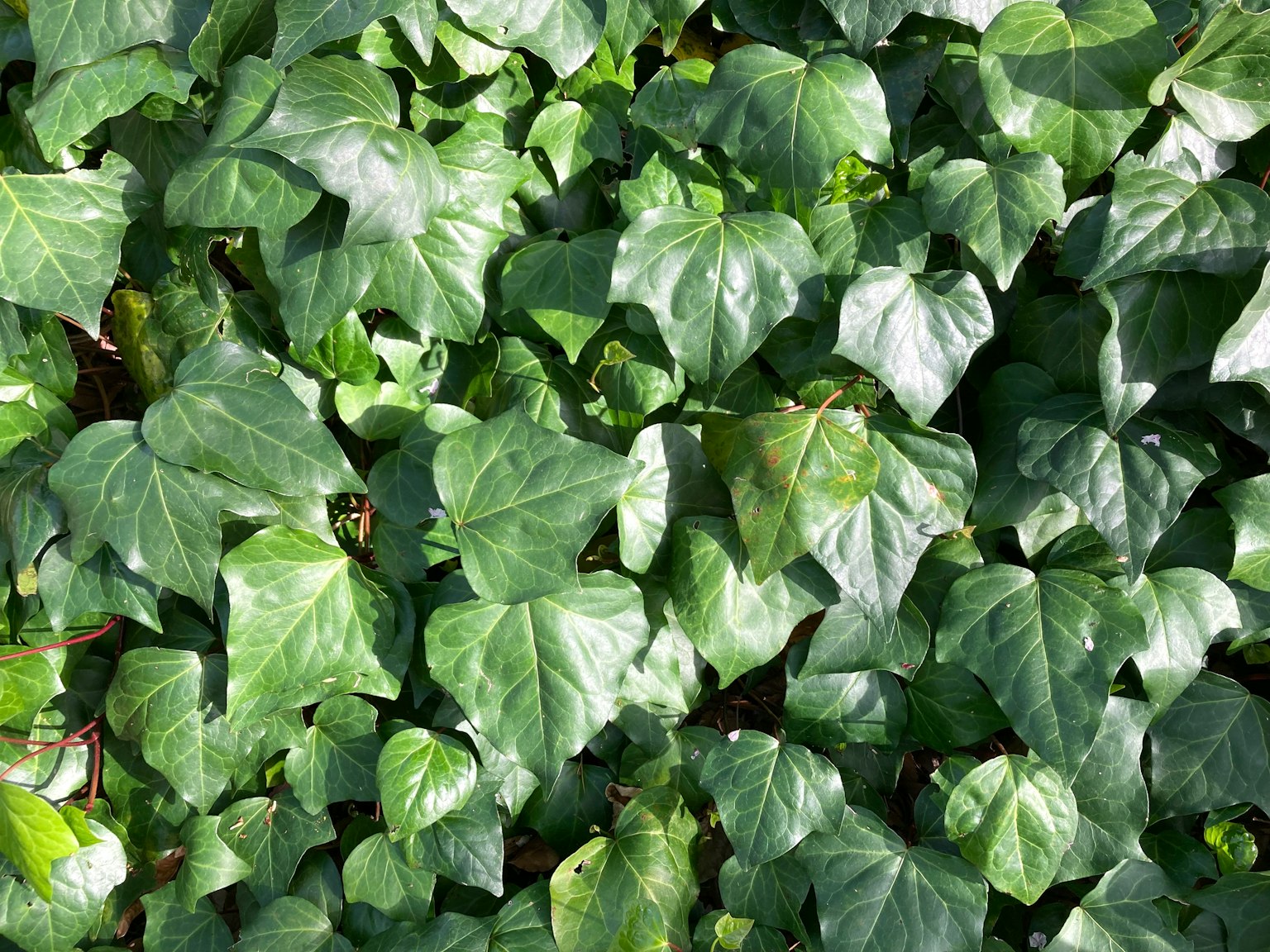 Feuilles d'ivy vertes denses couvrant le sol