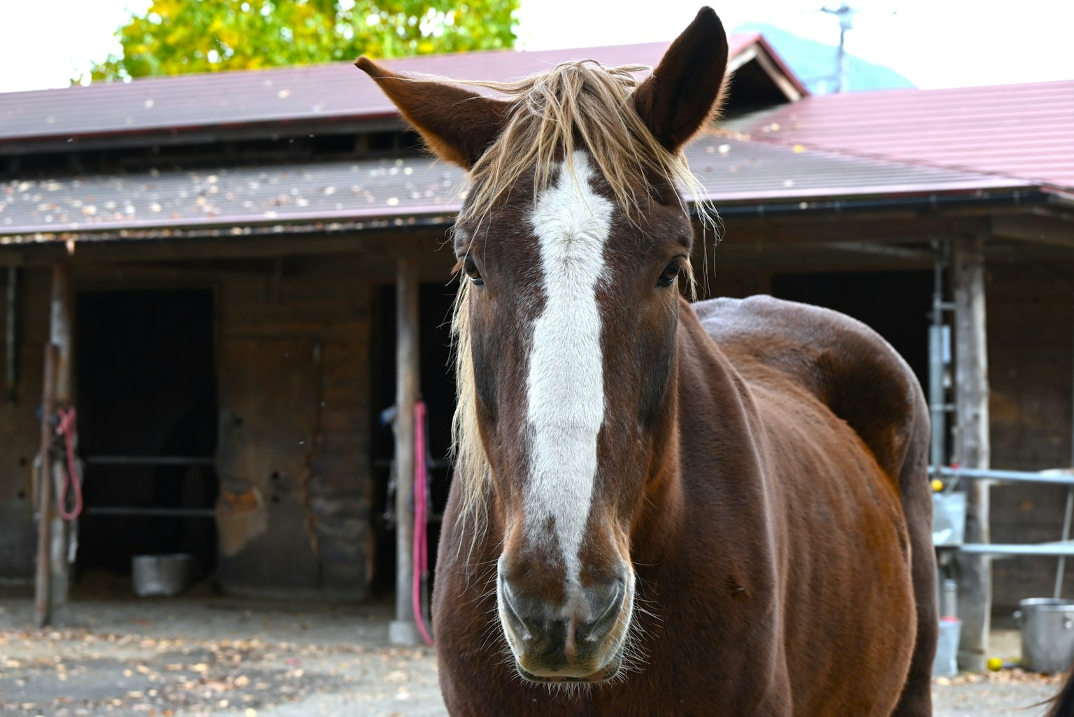 Brown horse standing in front of a stable