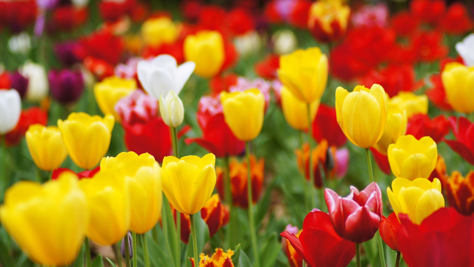 Close-up taman bunga penuh dengan tulip berwarna-warni