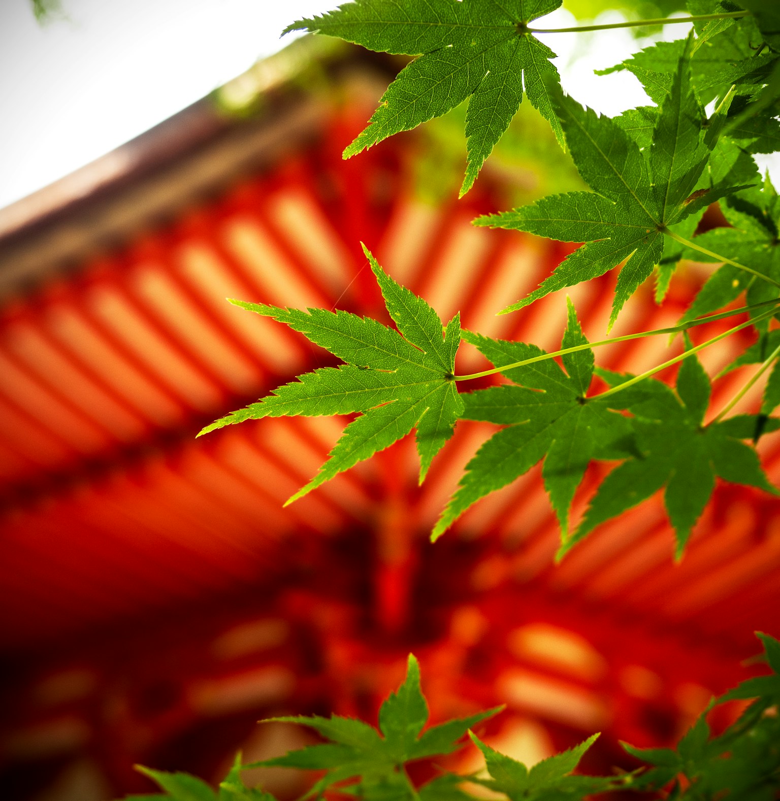 綠色楓葉與紅色寺廟屋頂背景