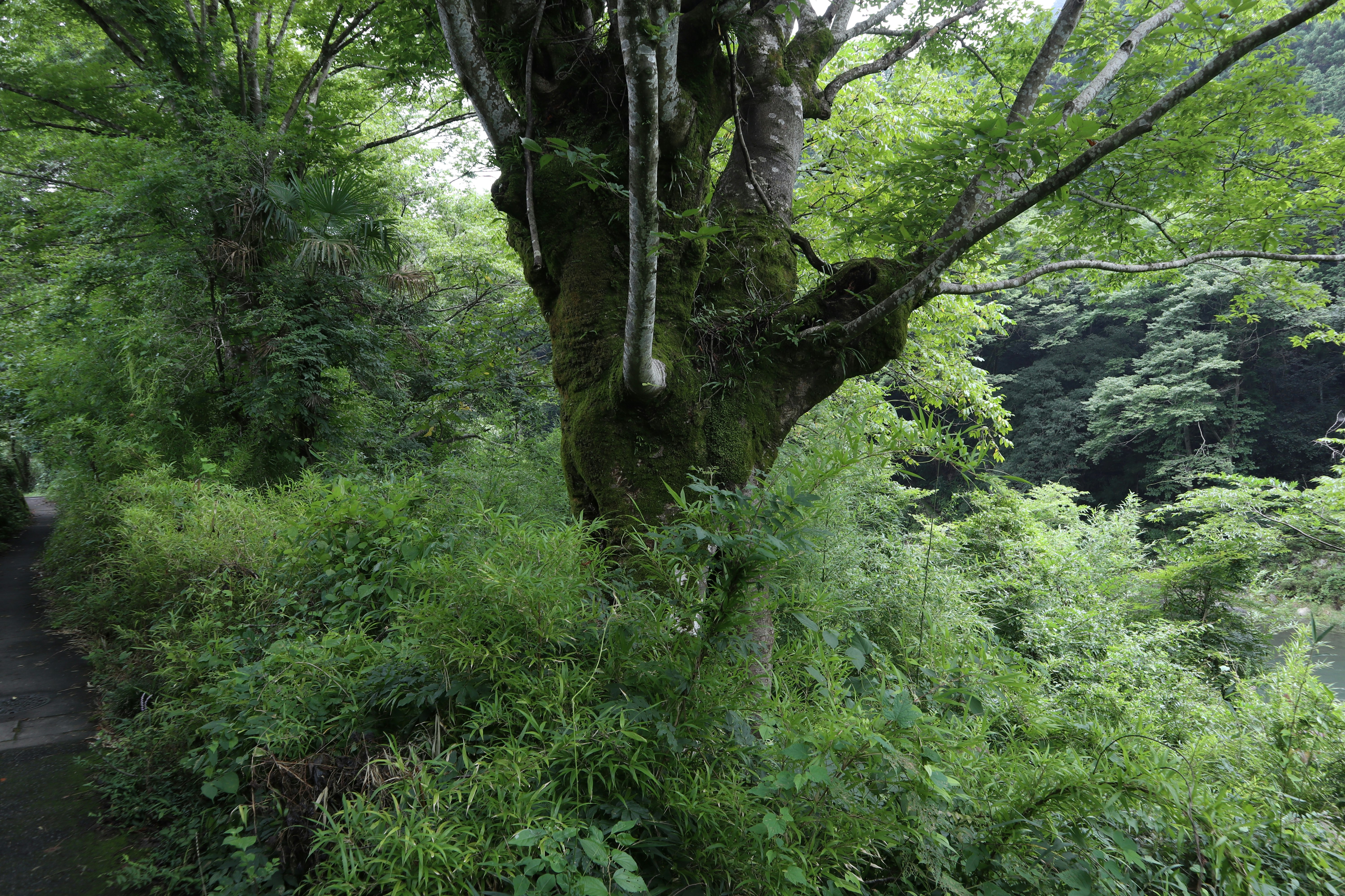 緑の森の中で大きな木が枝を広げる自然風景