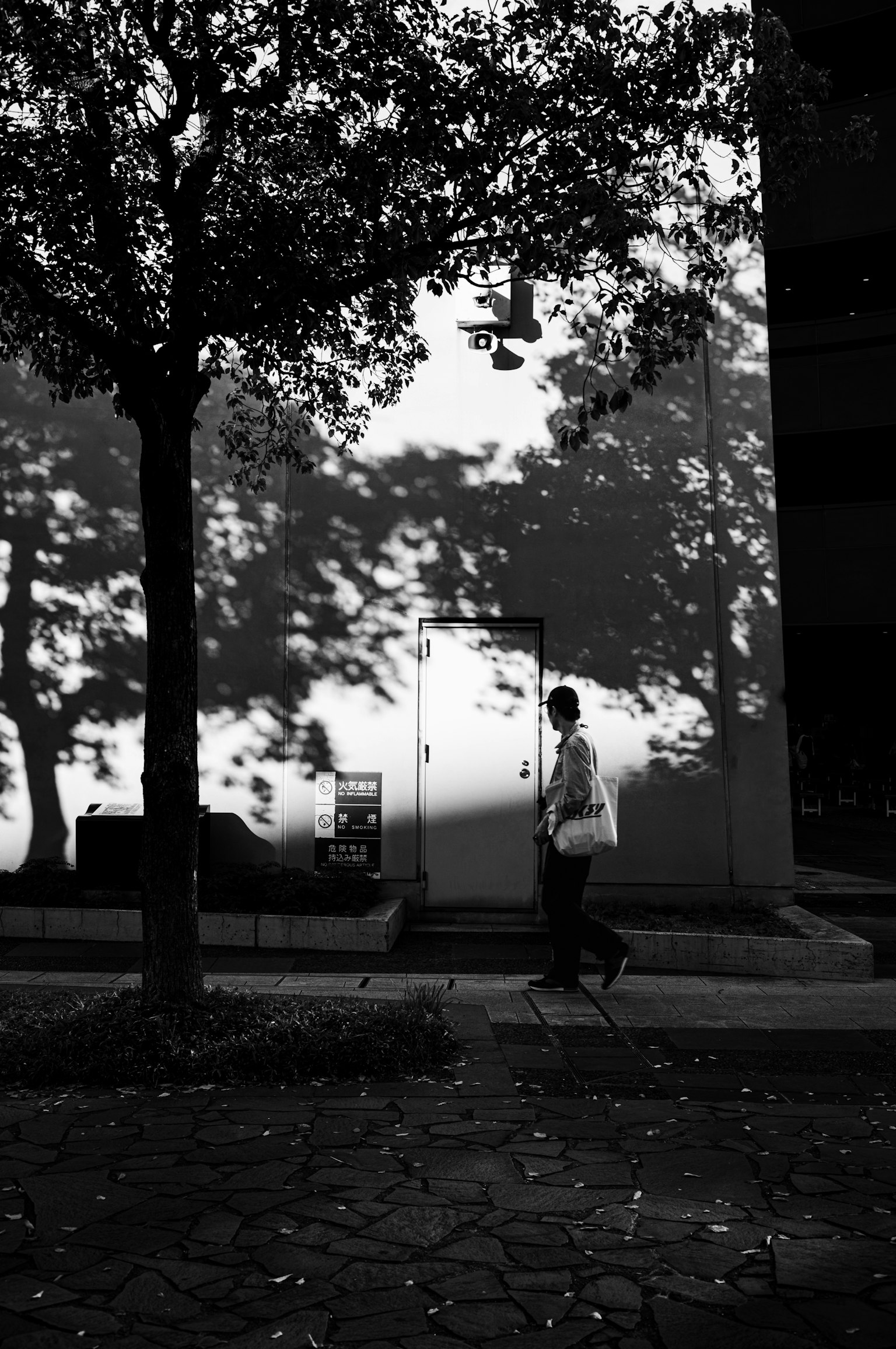Una persona che cammina lungo la strada con ombre di alberi proiettate su un muro in una foto in bianco e nero