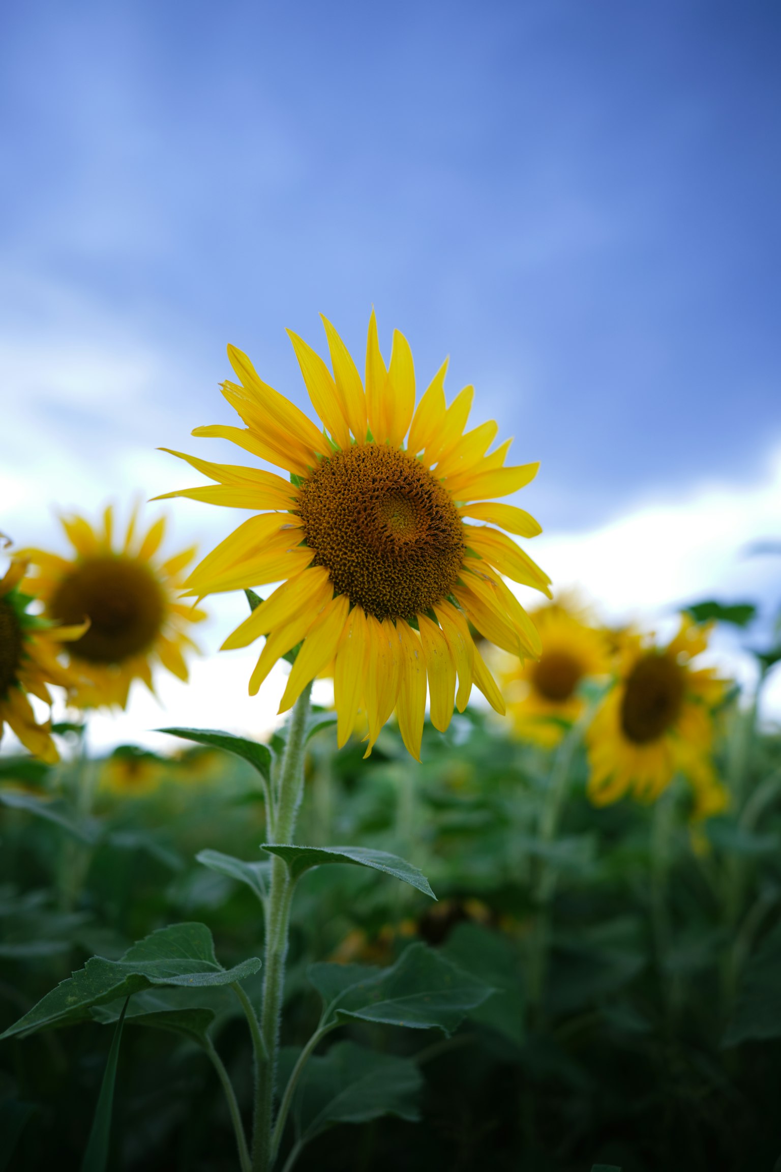 Close-up of sunflowers blooming under a blue sky