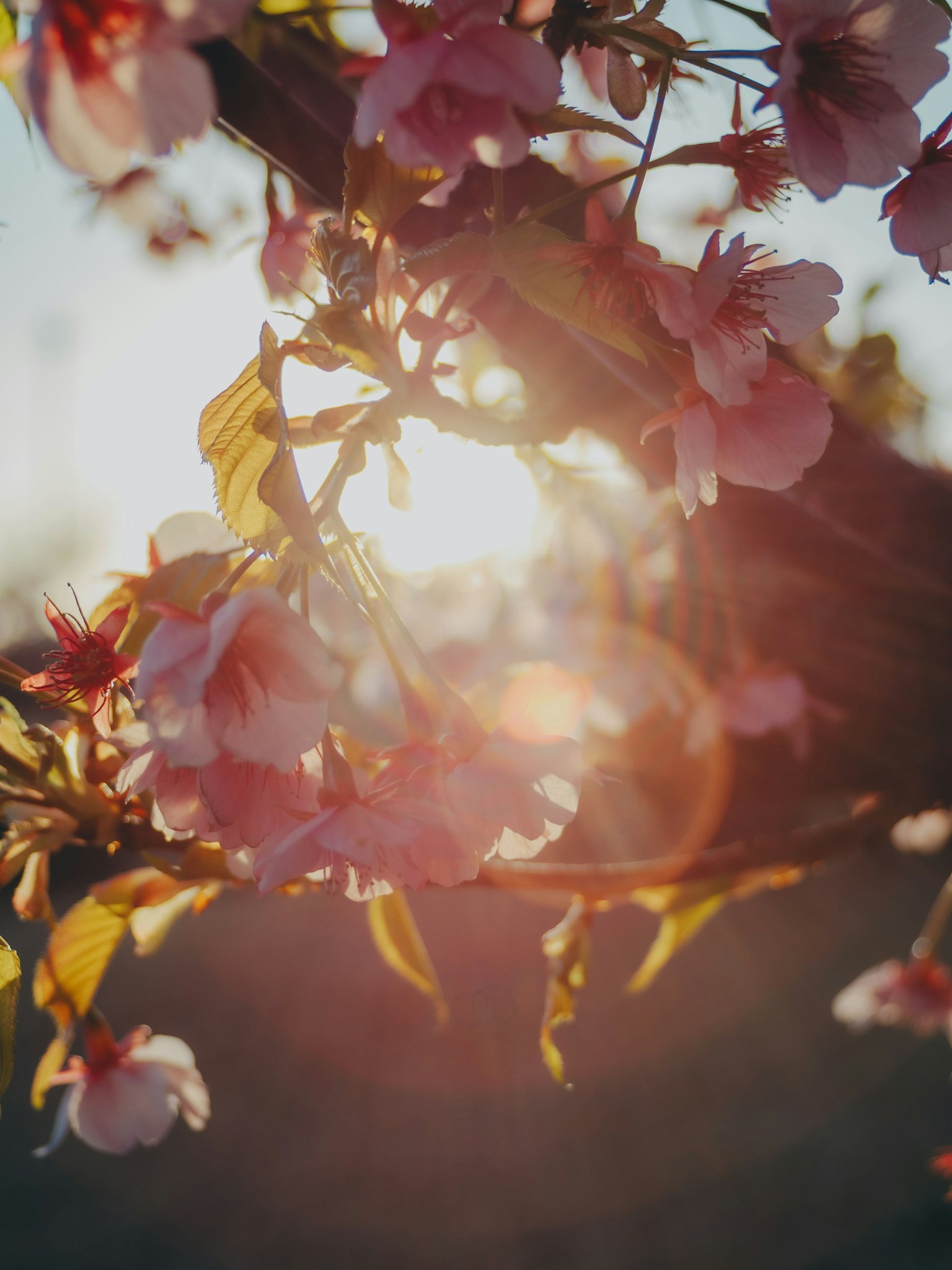 Primer plano de flores de cerezo con luz solar de fondo