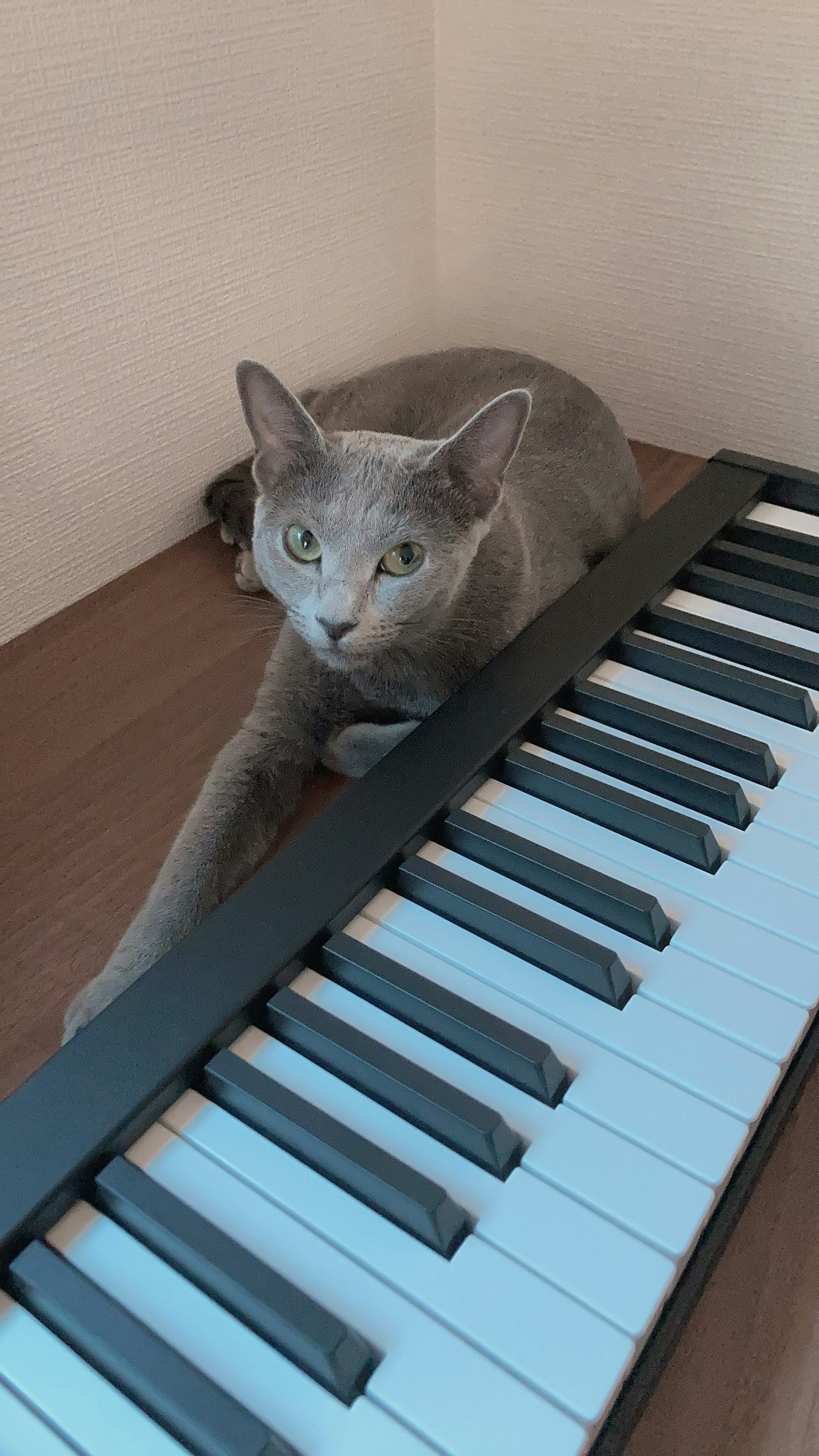 Gatto grigio sdraiato accanto a una tastiera di pianoforte