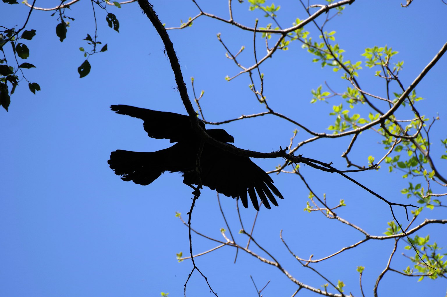 Silueta de un pájaro negro posado en una rama contra un cielo azul
