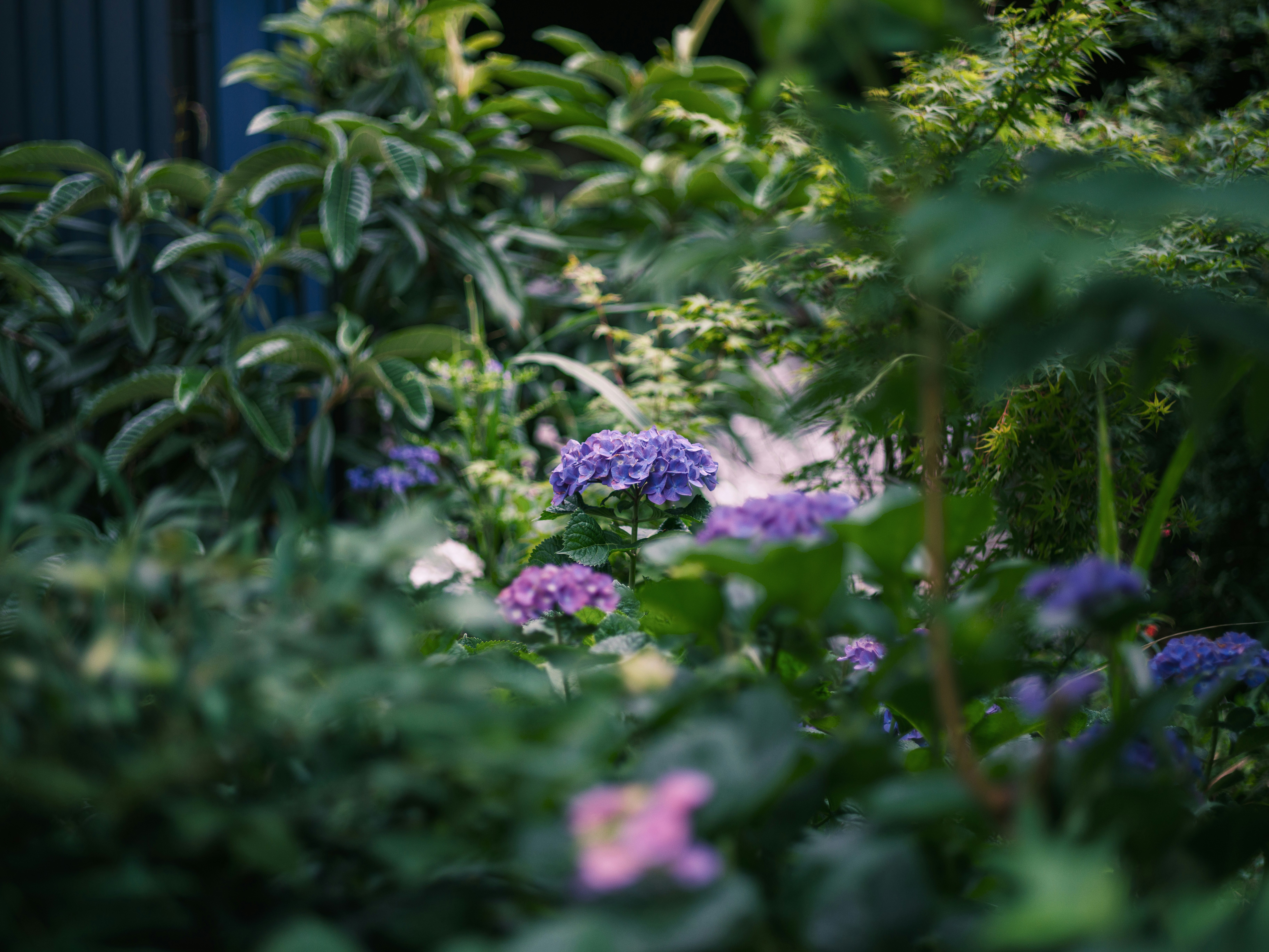 紫のアジサイが咲く庭の花壇