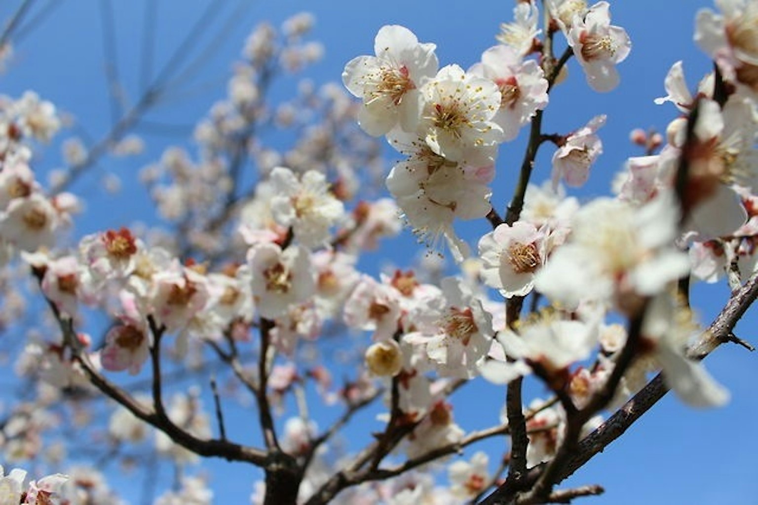 Rami di fiori bianchi delicati contro un cielo blu chiaro