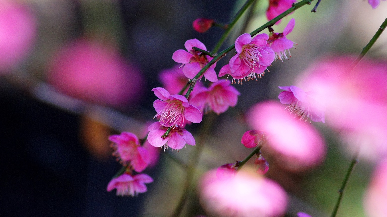 Close-up of branches with delicate pink flowers