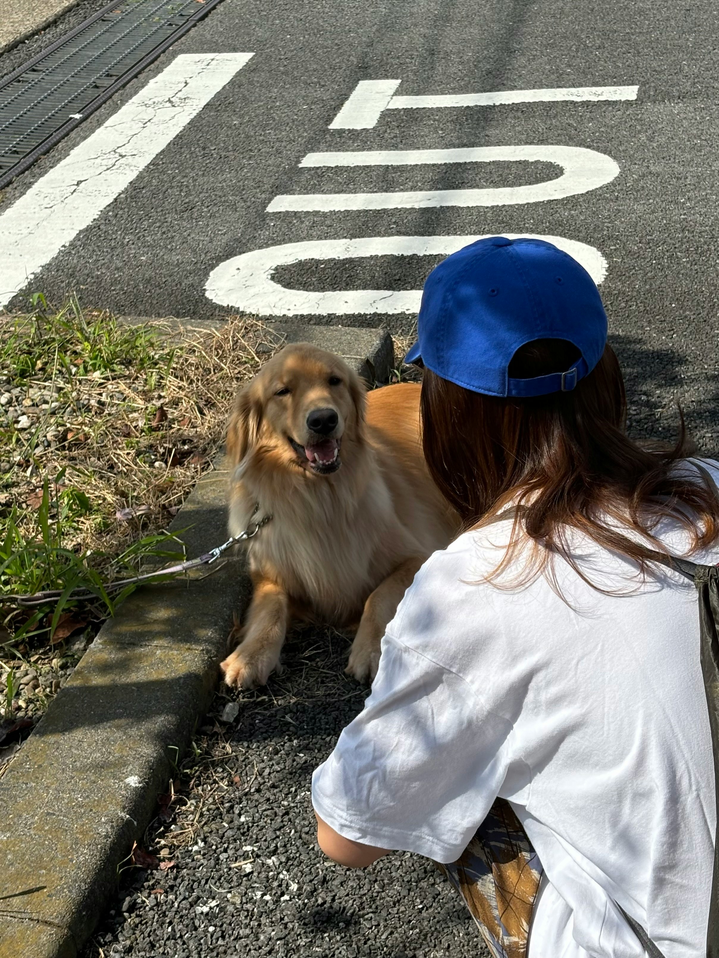 女性とゴールデンレトリバーが見つめ合う散歩中の路上