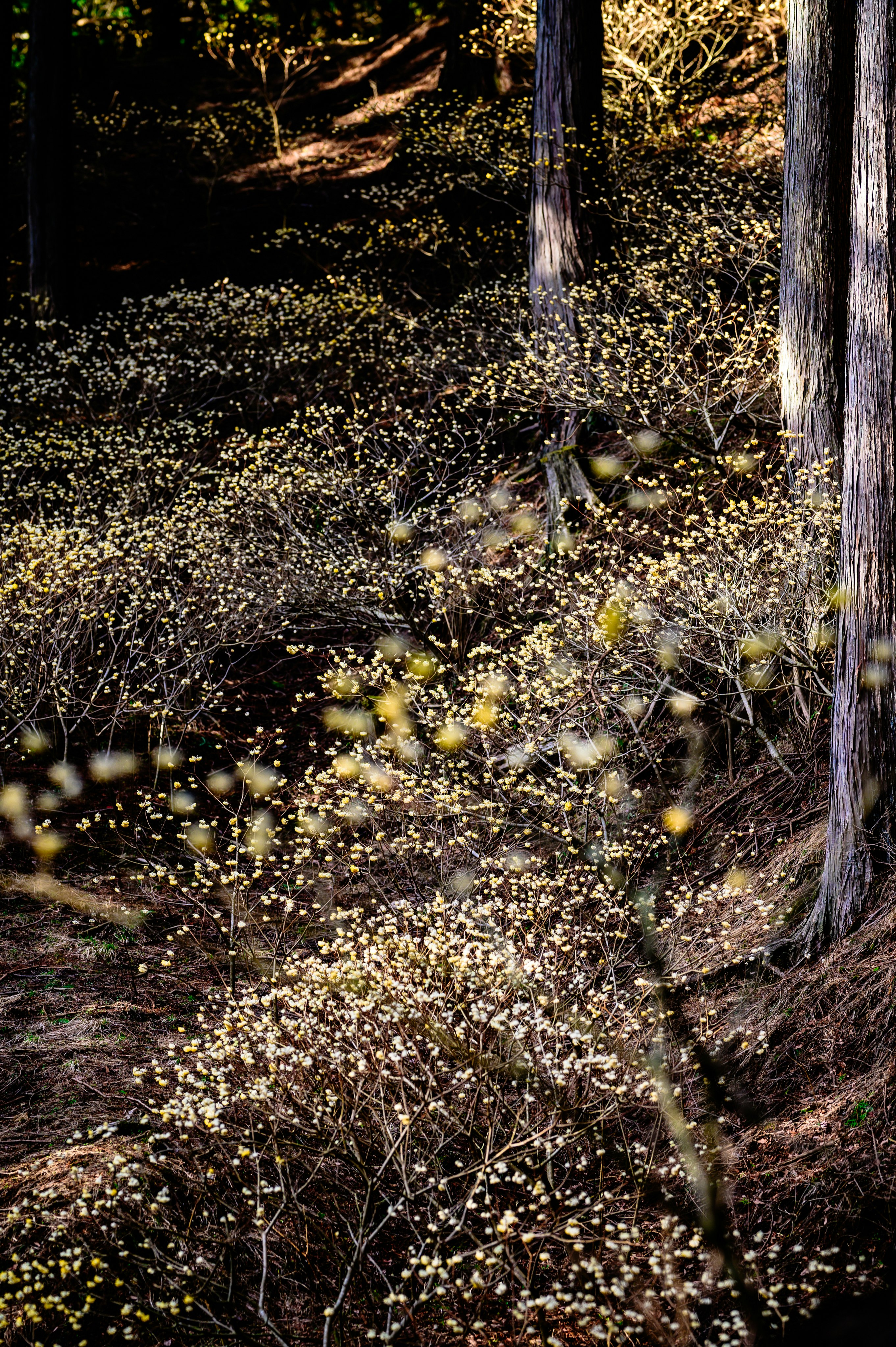 sol de forêt avec branches sèches et troncs d’arbres