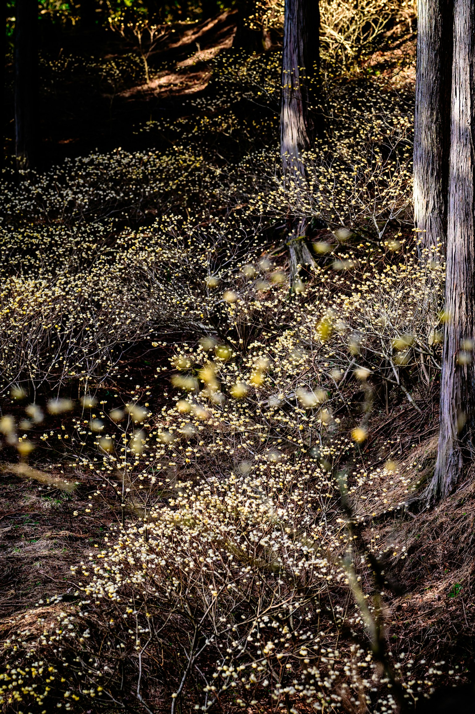 Fogliame giallo che si estende in una foresta in autunno