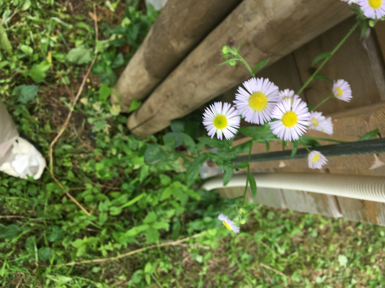 Petites fleurs violettes avec des centres jaunes fleurissant parmi l'herbe verte