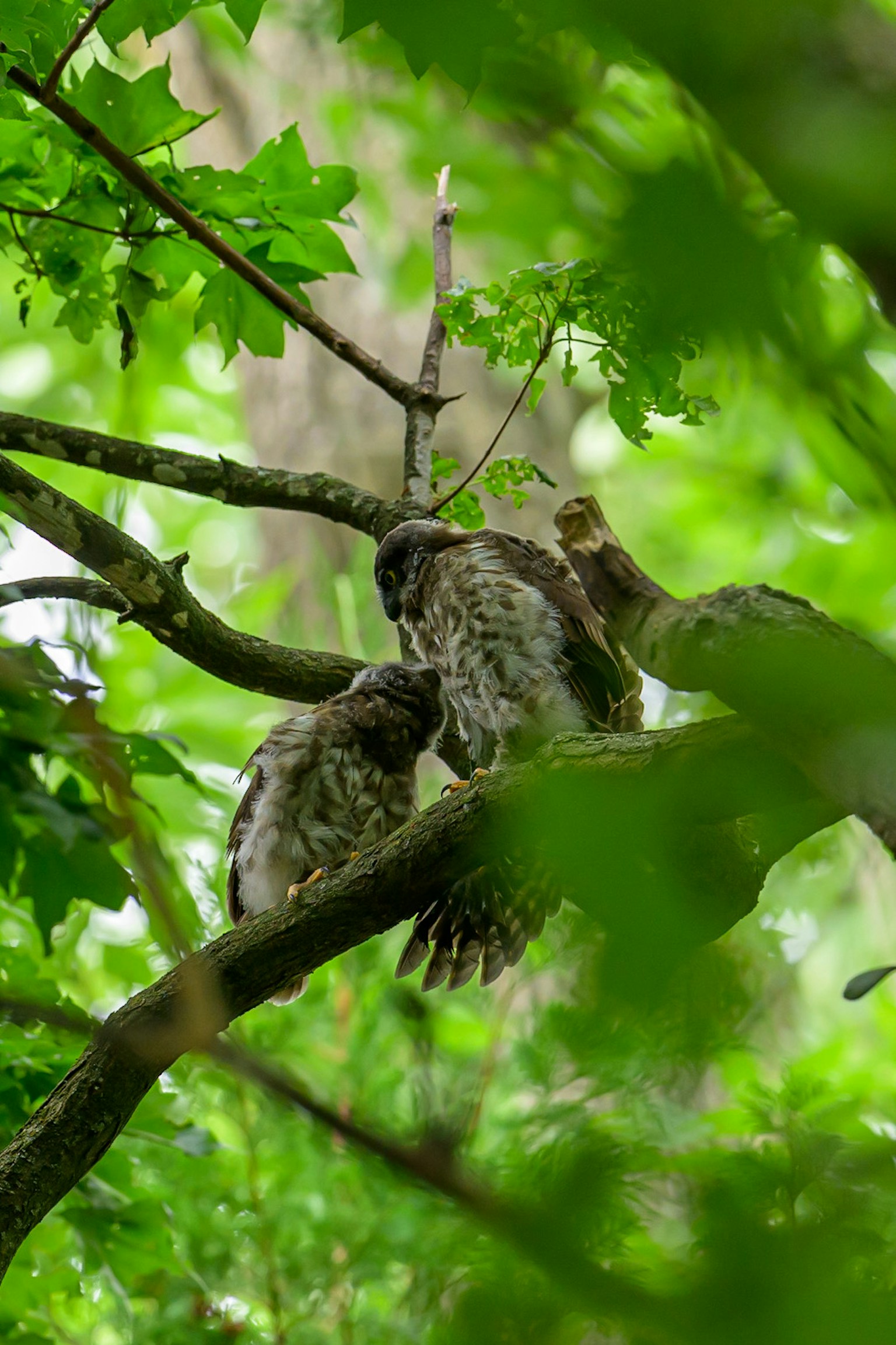 Two juvenile hawks perched on a tree branch surrounded by green leaves