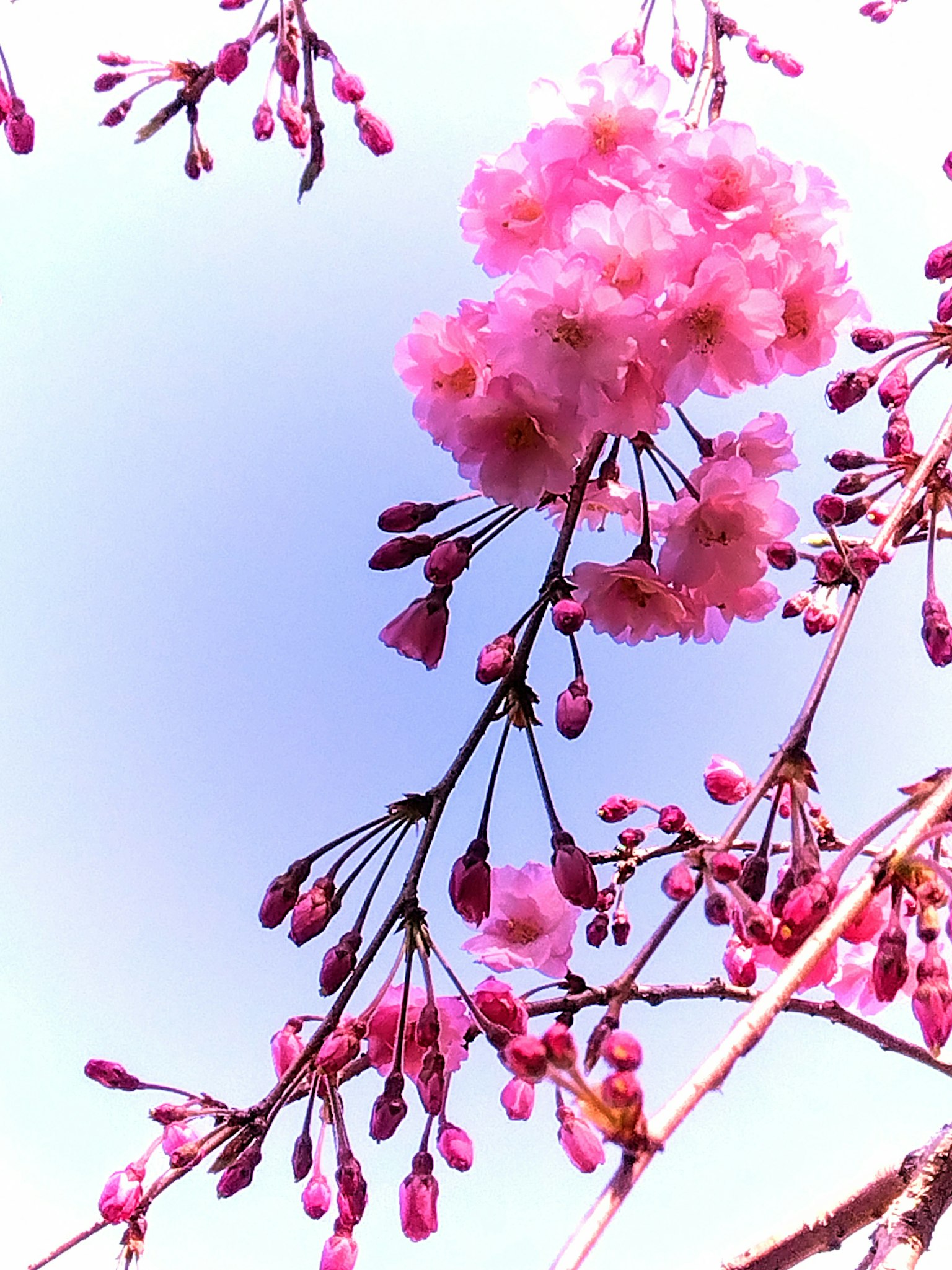 Hermosas flores de cerezo y botones contra un cielo azul