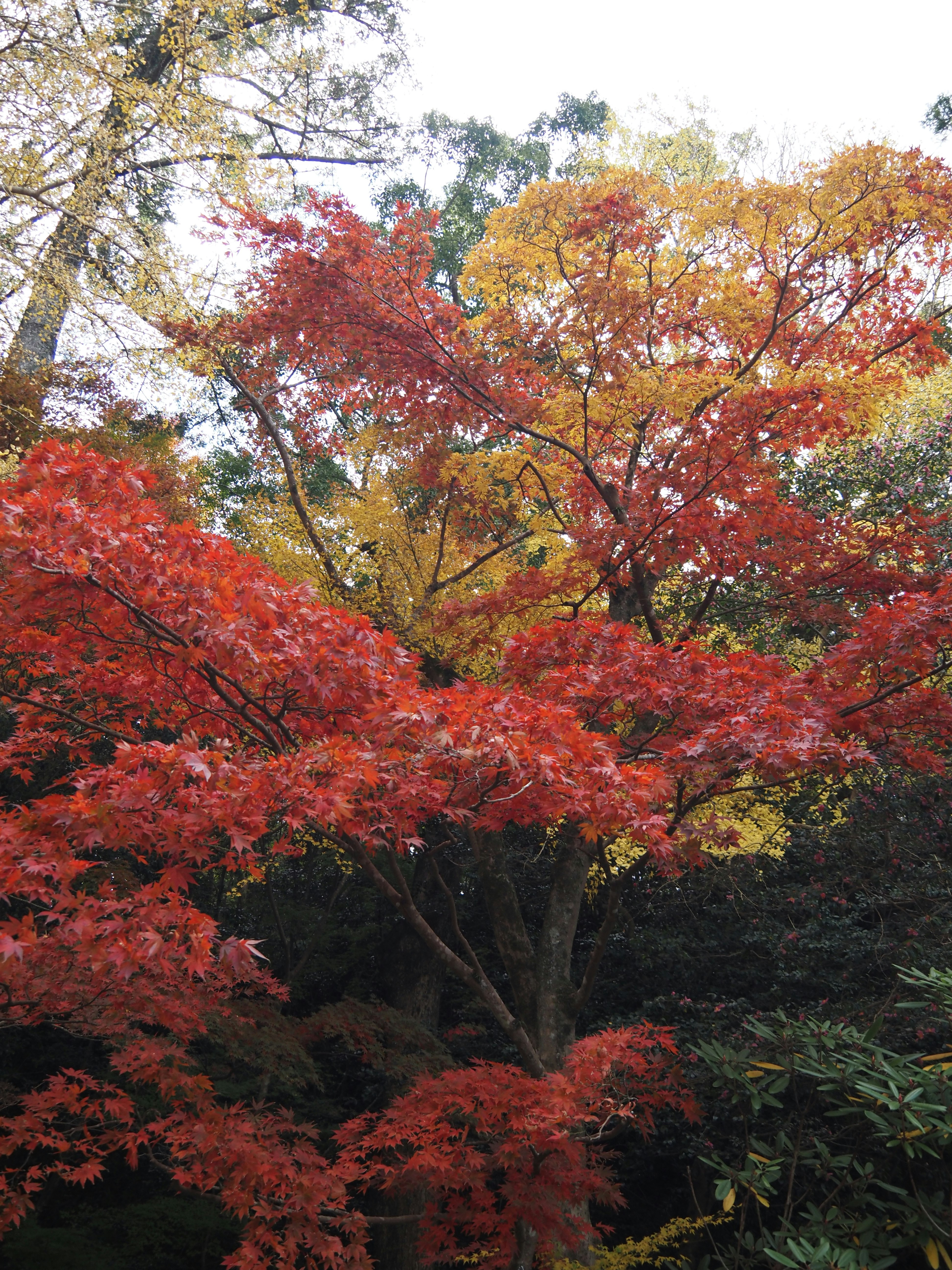 Lebendige rote und gelbe Herbstblätter an Bäumen
