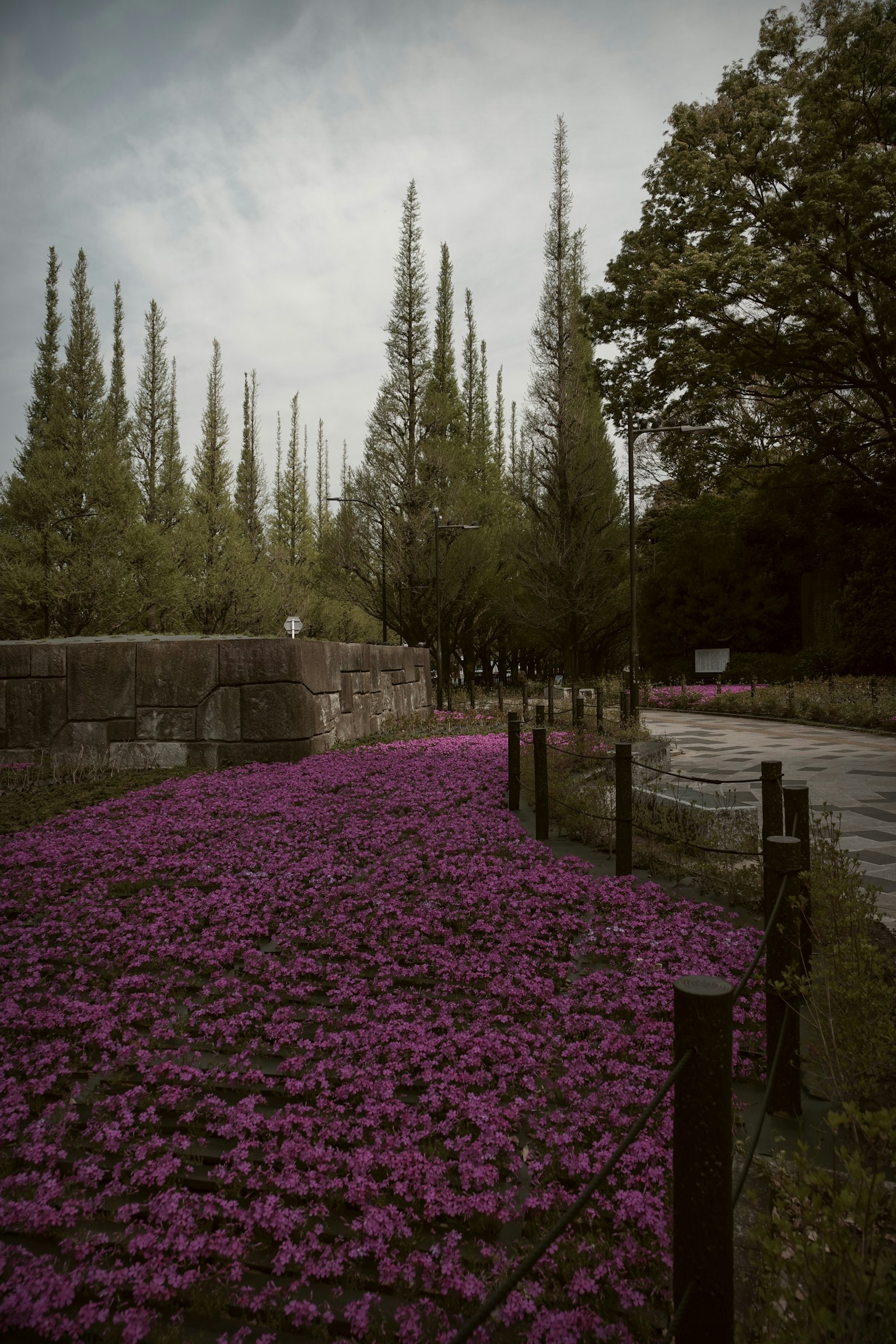 紫色花朵和绿色树木的道路