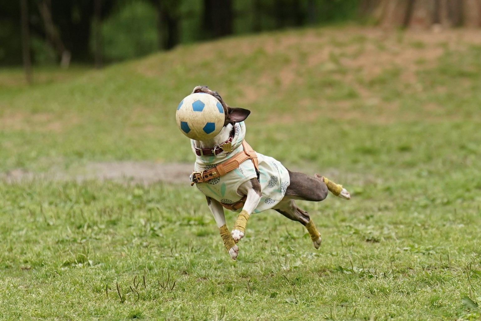 Anjing melompat saat mengejar bola