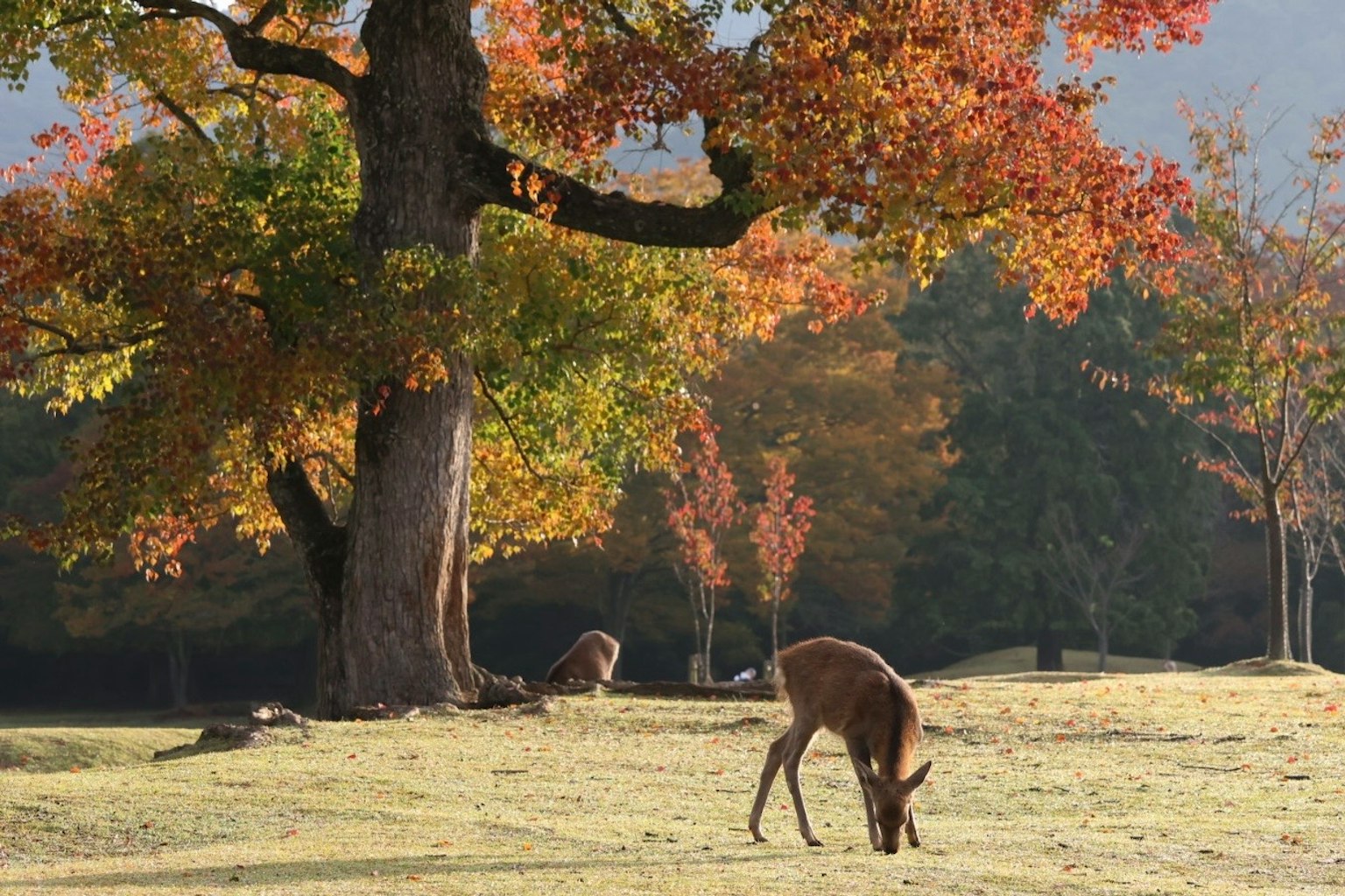 秋の紅葉の中で草を食べる鹿と大きな木