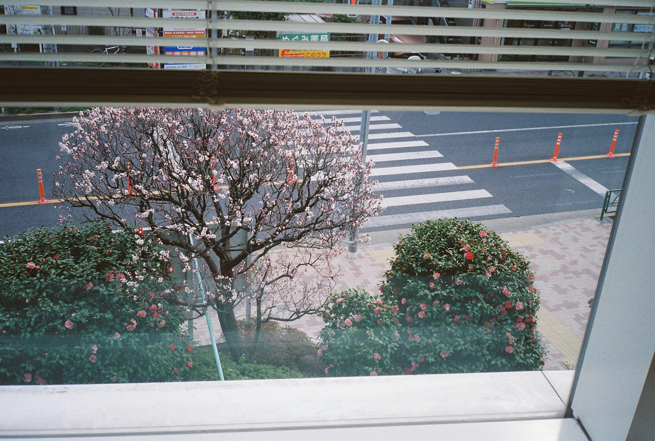 中庭の桜の木と低い植栽のある建物の窓景