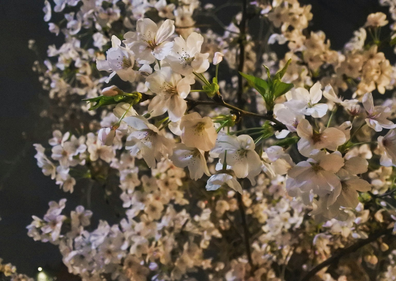 Beautiful cherry blossom branches in bloom at night