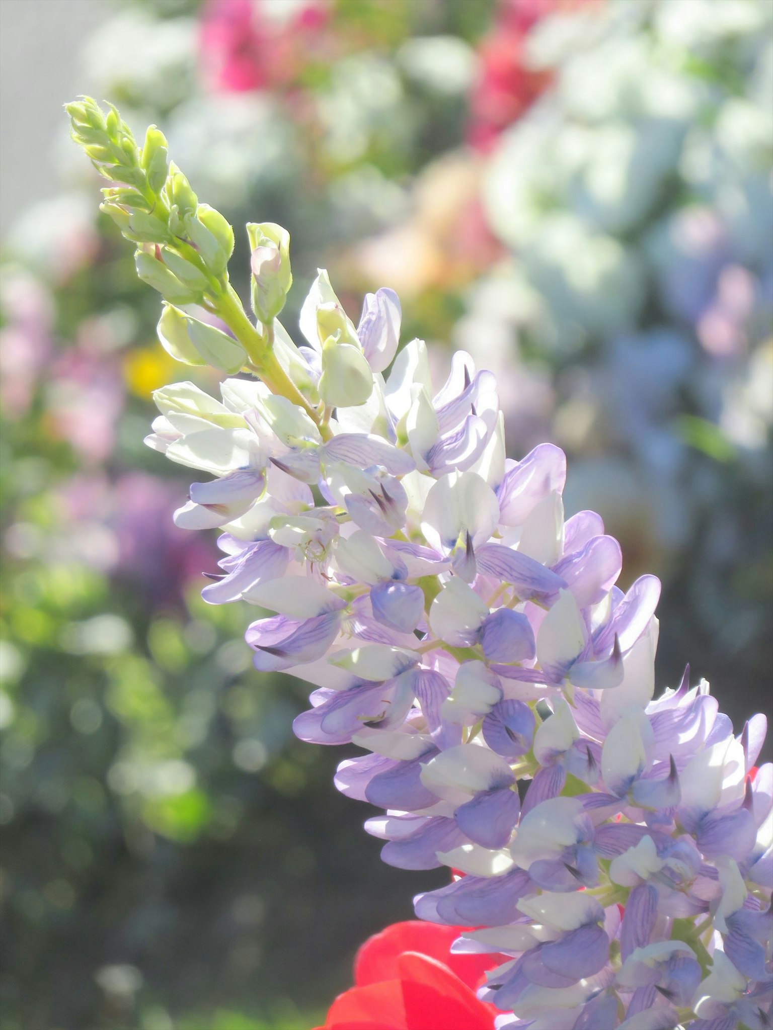 Cận cảnh hoa lupin với cánh hoa màu tím và trắng