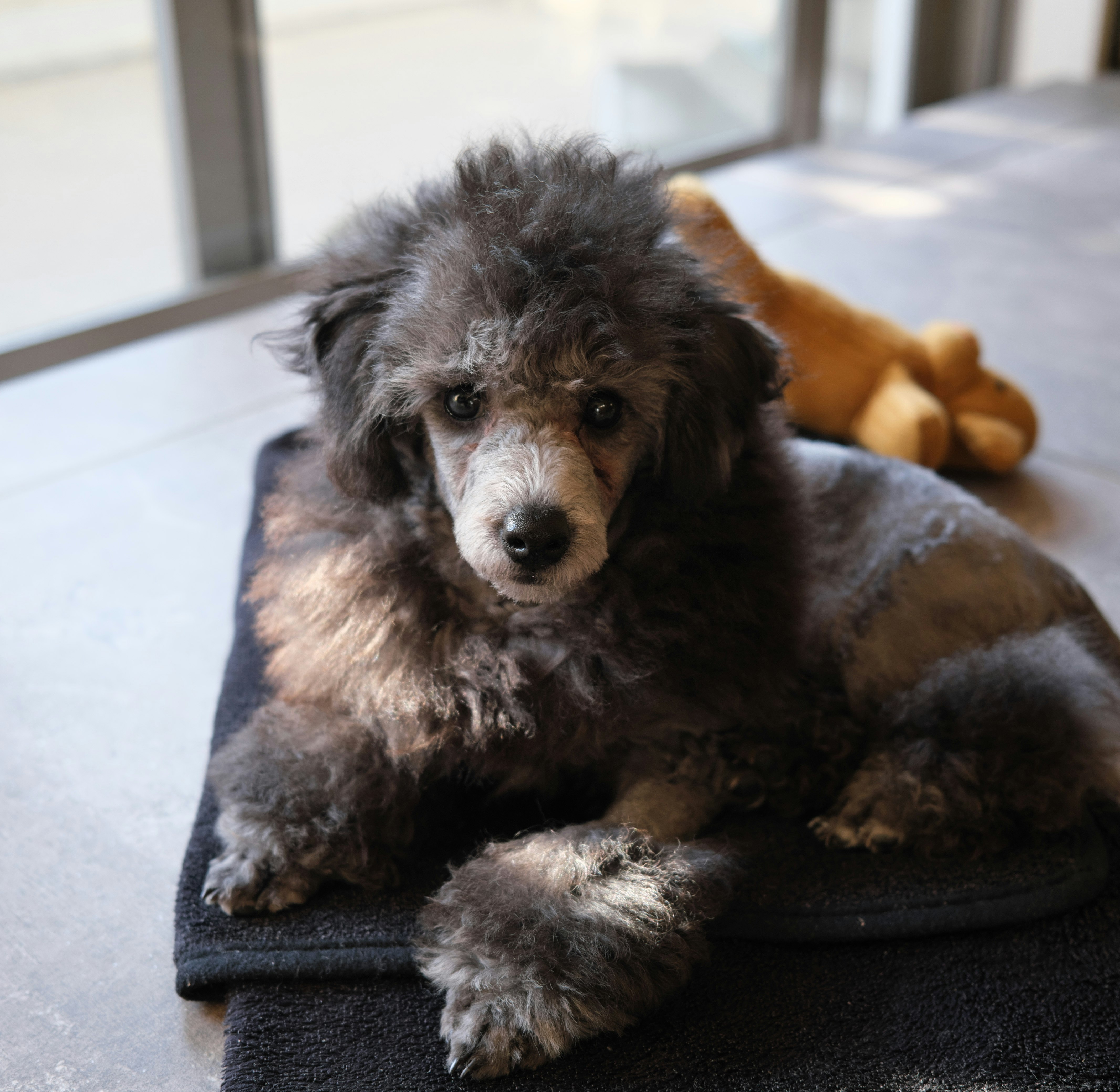 gray puppy relaxing on a sofa
