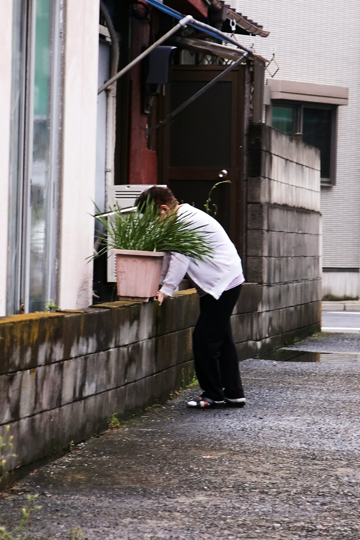 路地の石壁沿いで植木鉢を運ぶ作業員