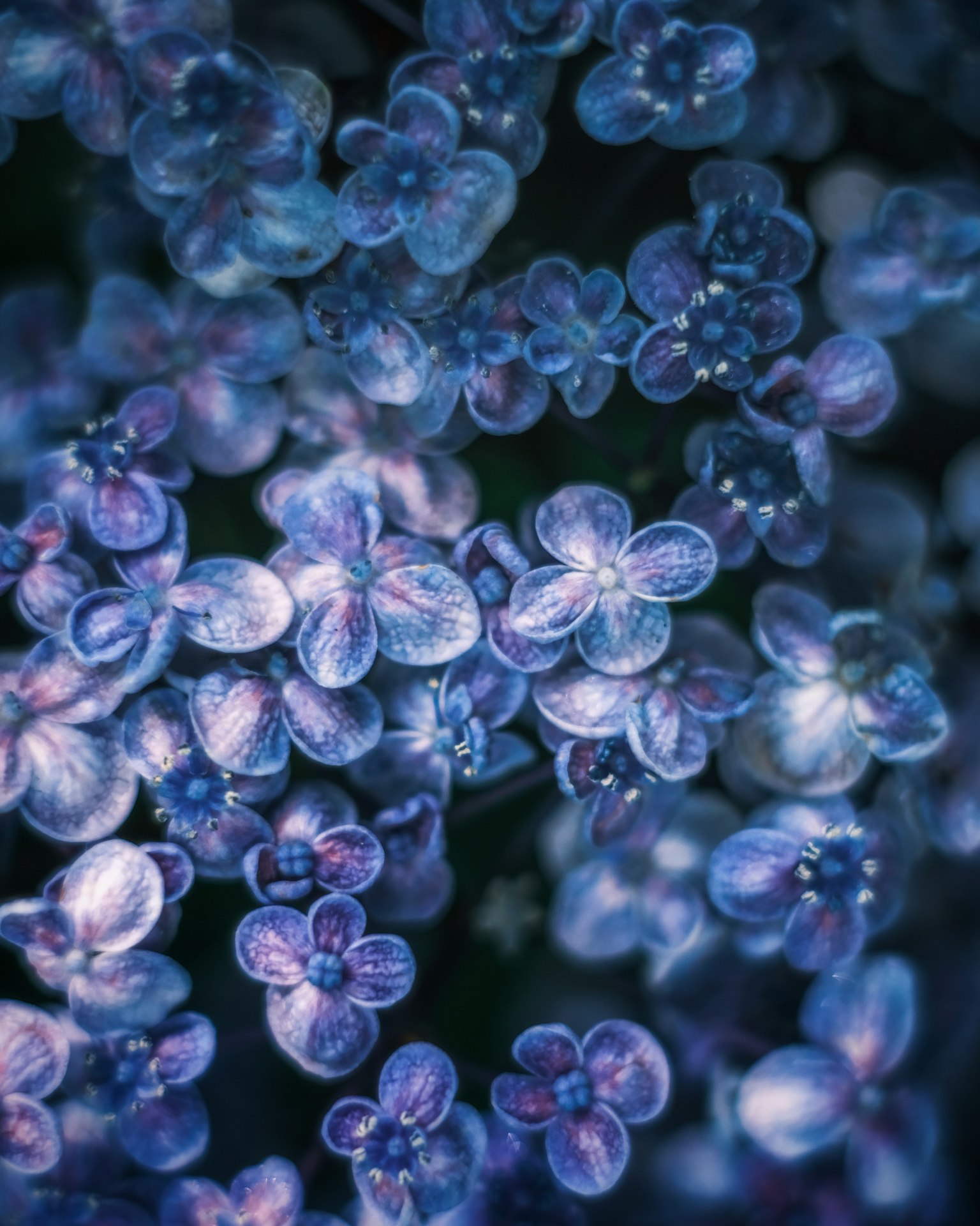 紫色花朵簇的特写图像