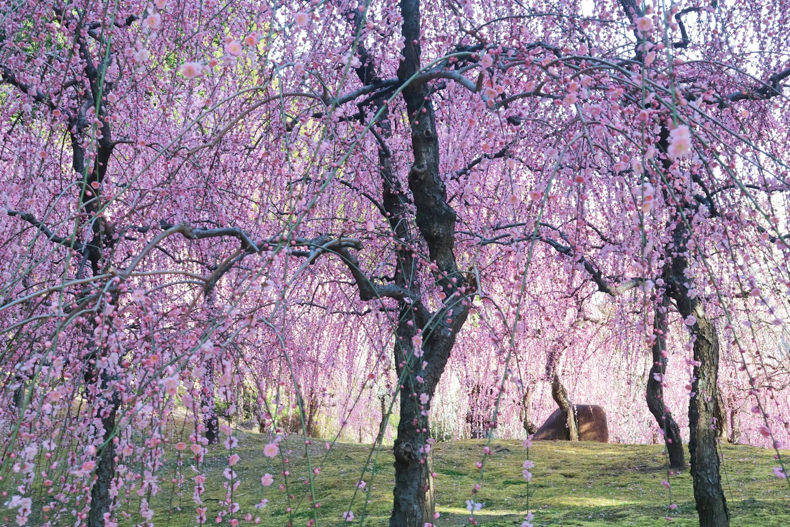 Cherry blossom trees in full bloom with pink flowers over green grass