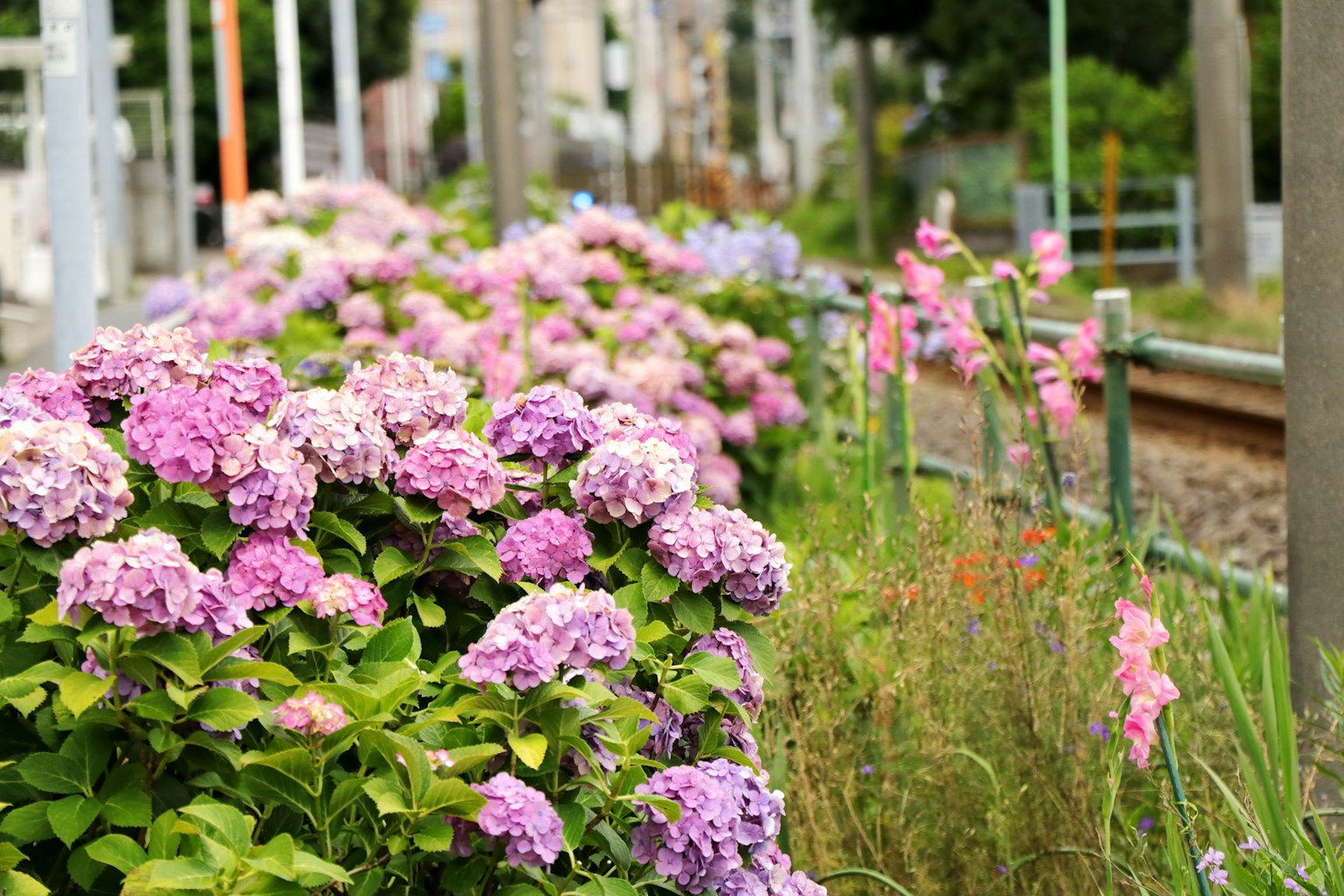Fleurs d'hortensia en fleurs le long de la voie ferrée avec de la verdure