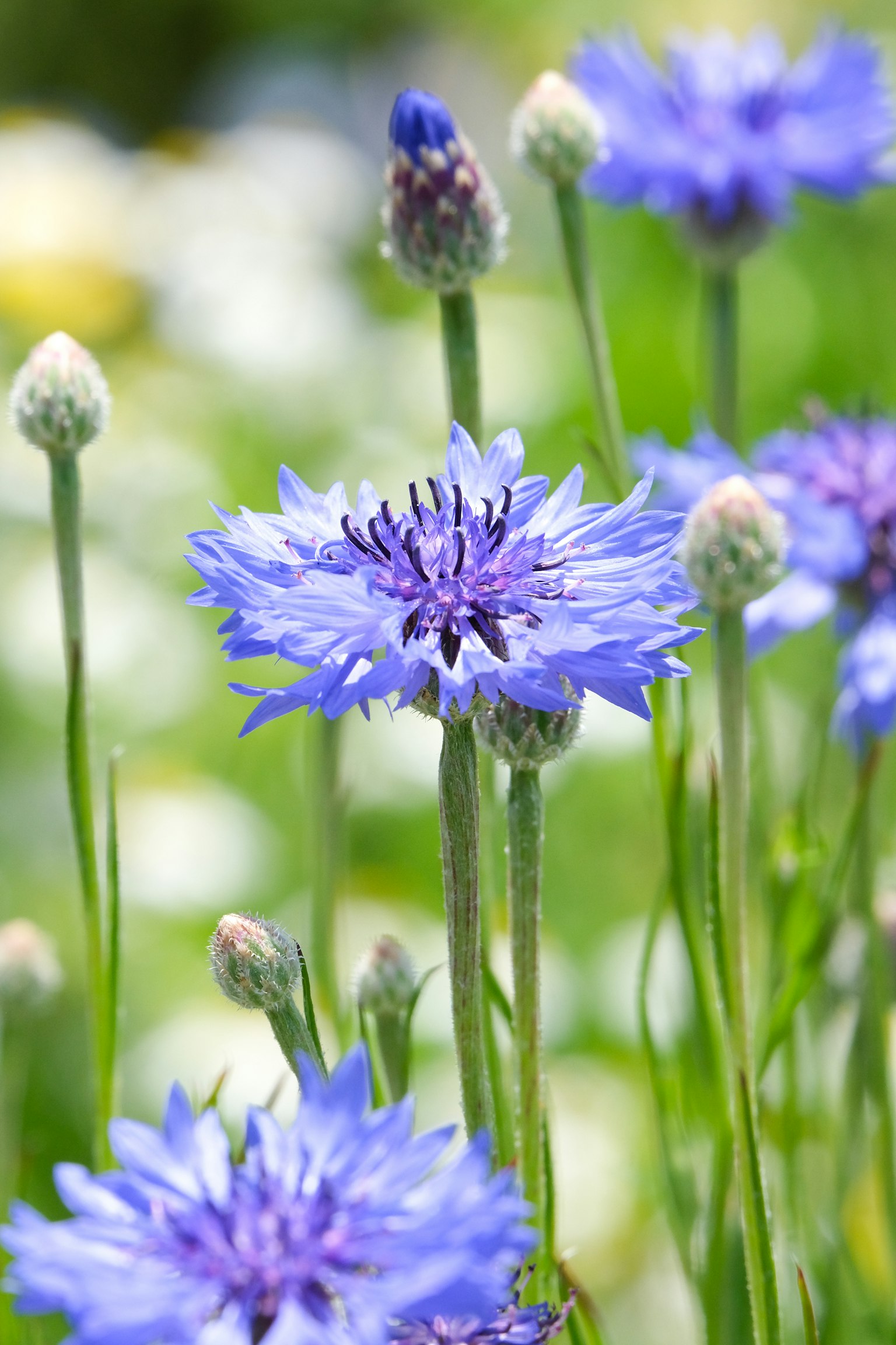 Scena di giardino bellissima con fiori blu in fiore