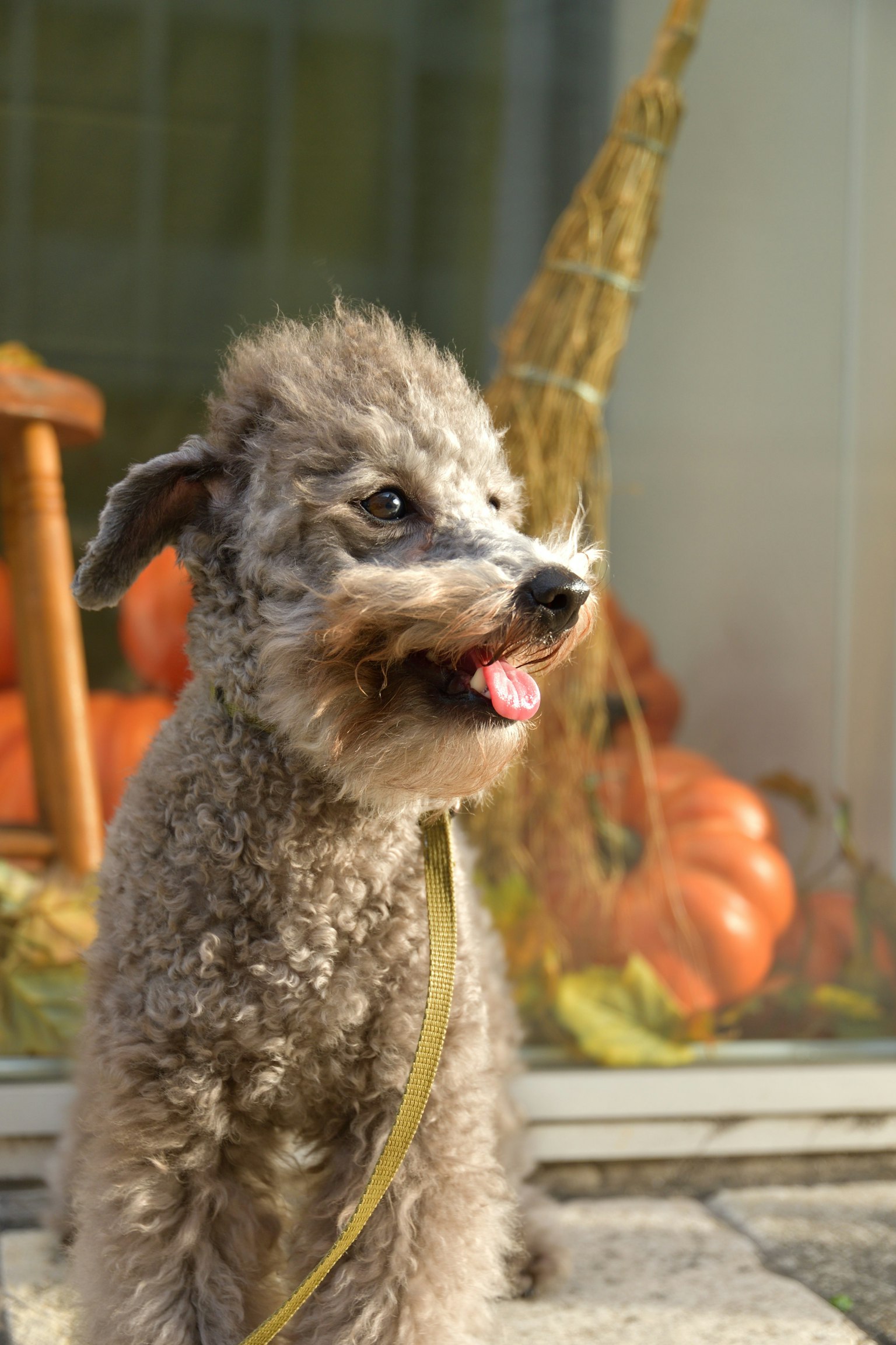 Ein kleiner Hund, der lächelt, mit orangen Kürbissen im Hintergrund