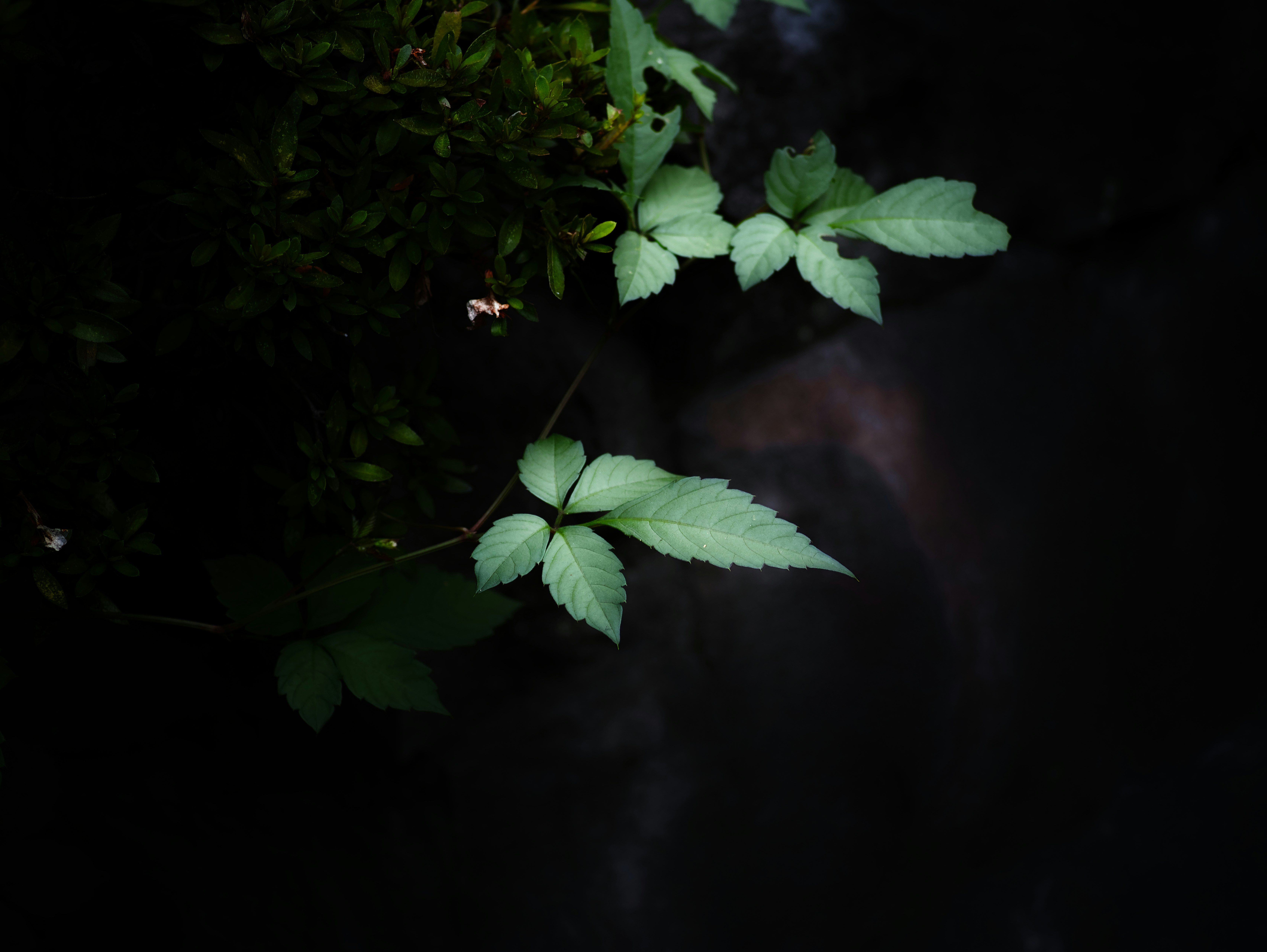 暗がりに浮かぶ葉と花のような植物のクローズアップ