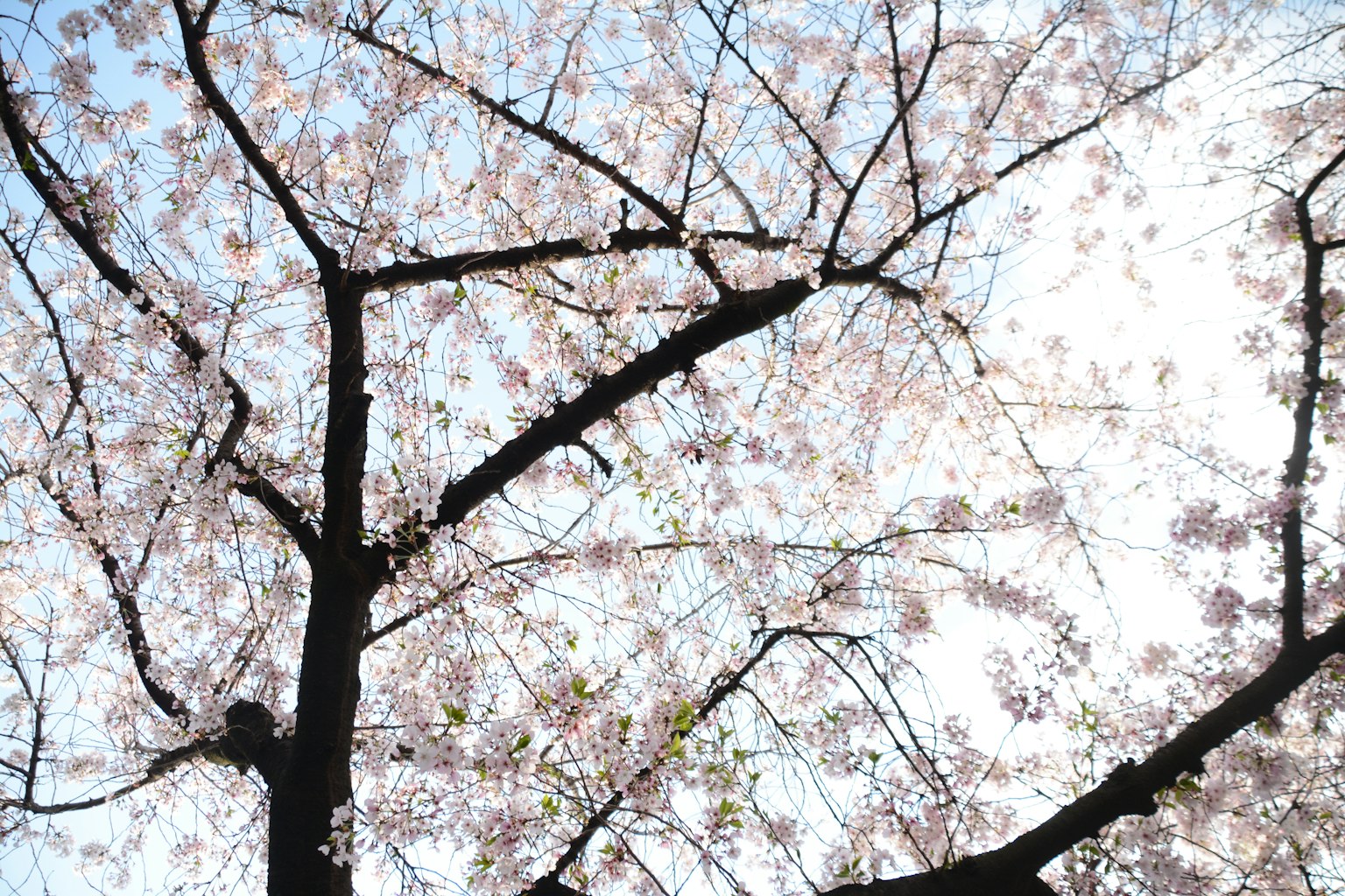 Rami di ciliegio in fiore con fiori rosa contro un cielo blu