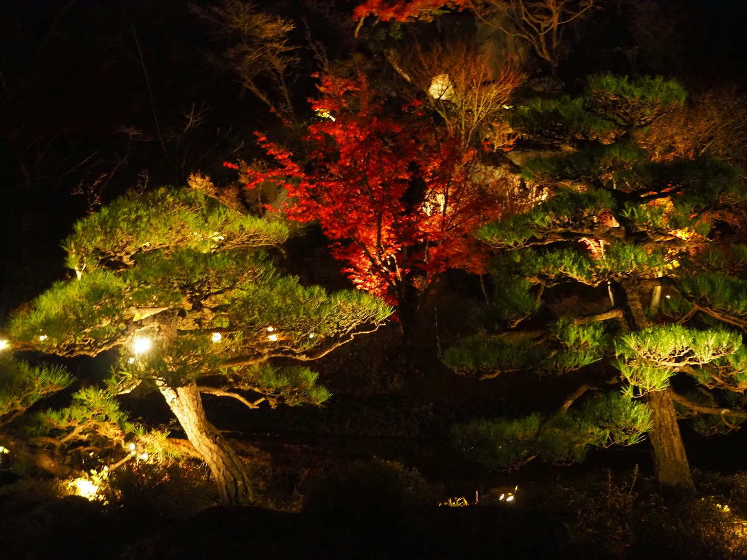Eine malerische Szene mit beleuchteten Kiefern und lebhaften Herbstblättern bei Nacht