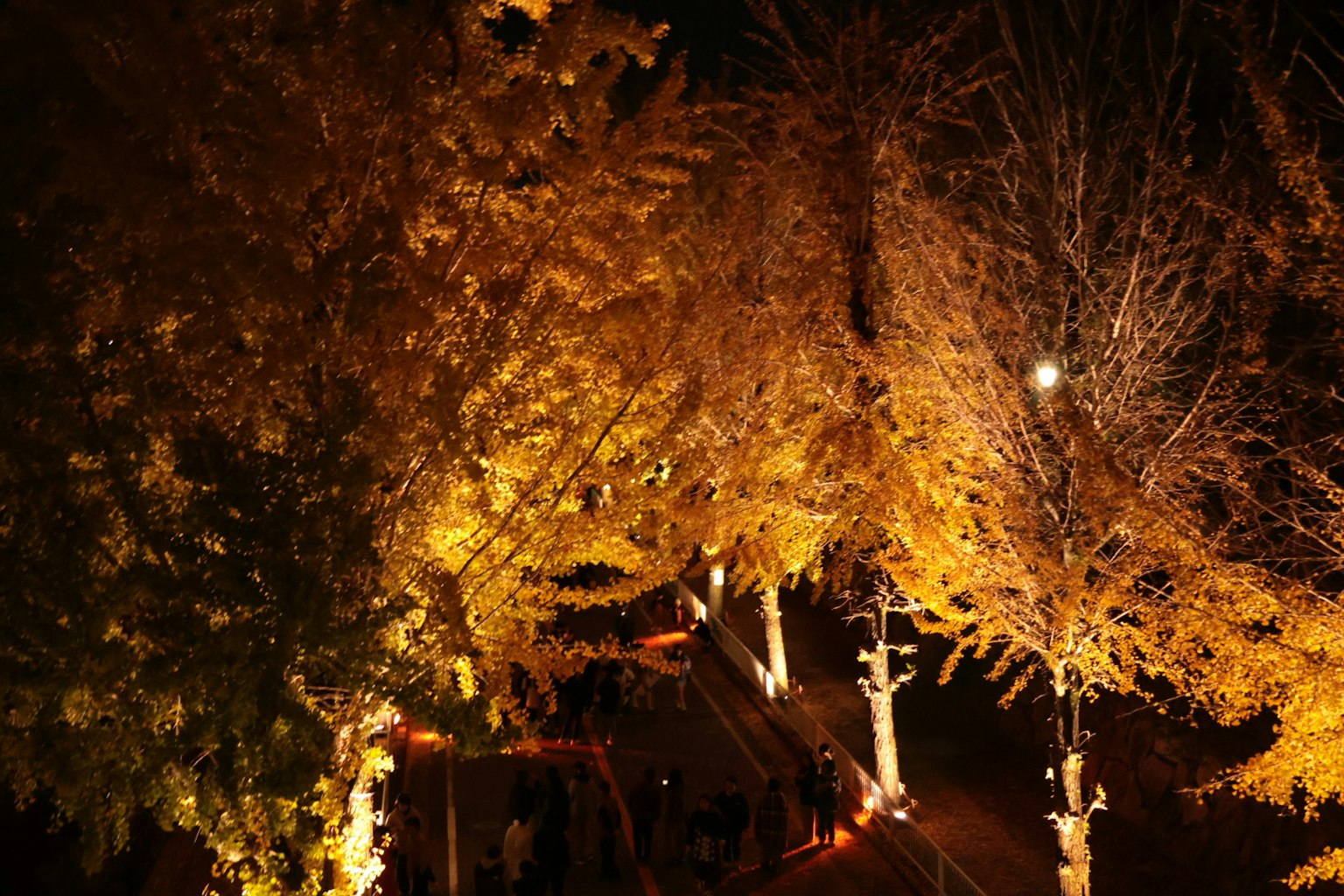 Belle scène nocturne avec des arbres de rue dorés illuminés