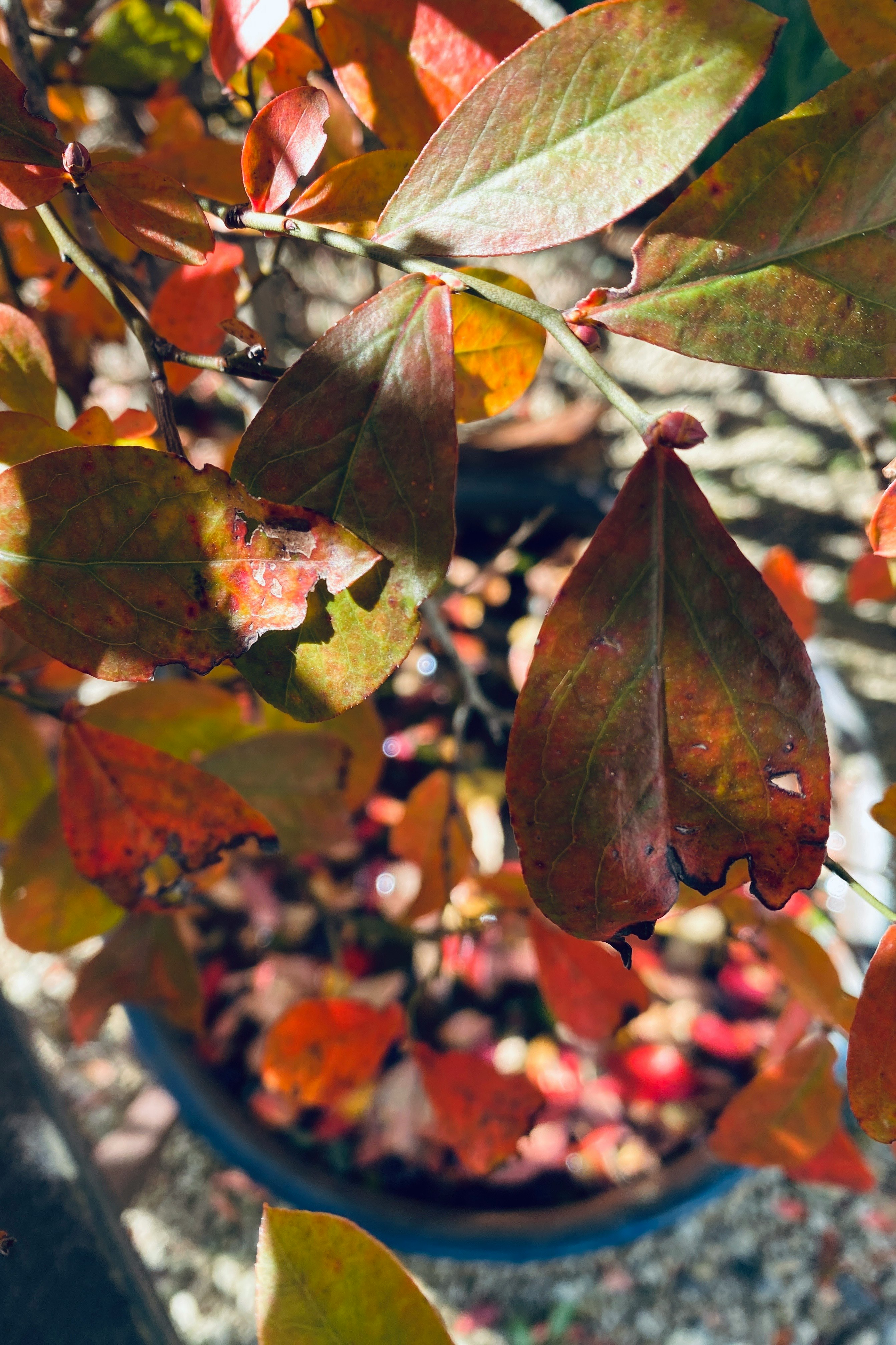 水瓶のある器に浮かぶ紅葉の葉