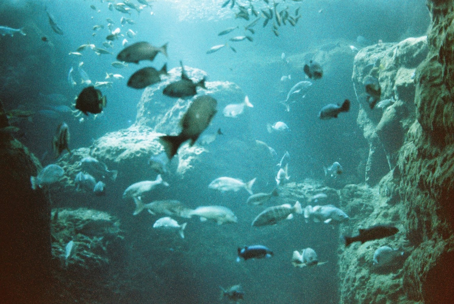 Underwater scene with rocks and various fish swimming