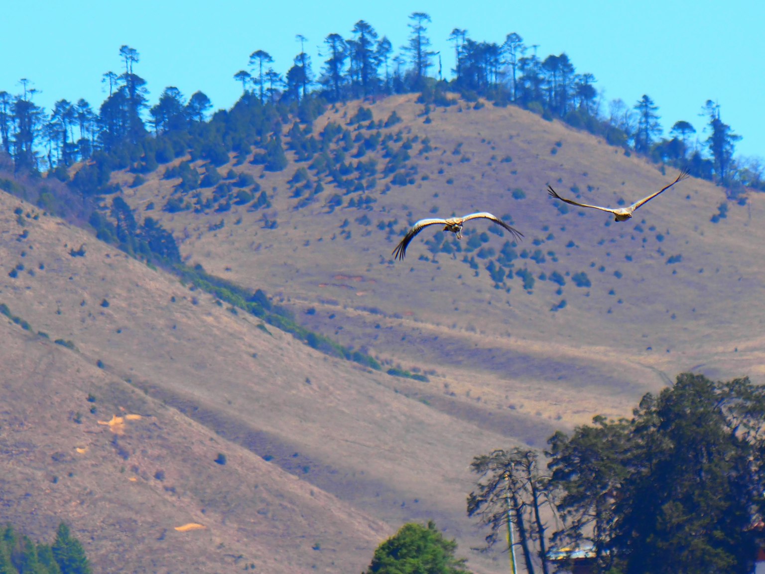 Dos aves volando bajo un cielo azul con paisaje montañoso