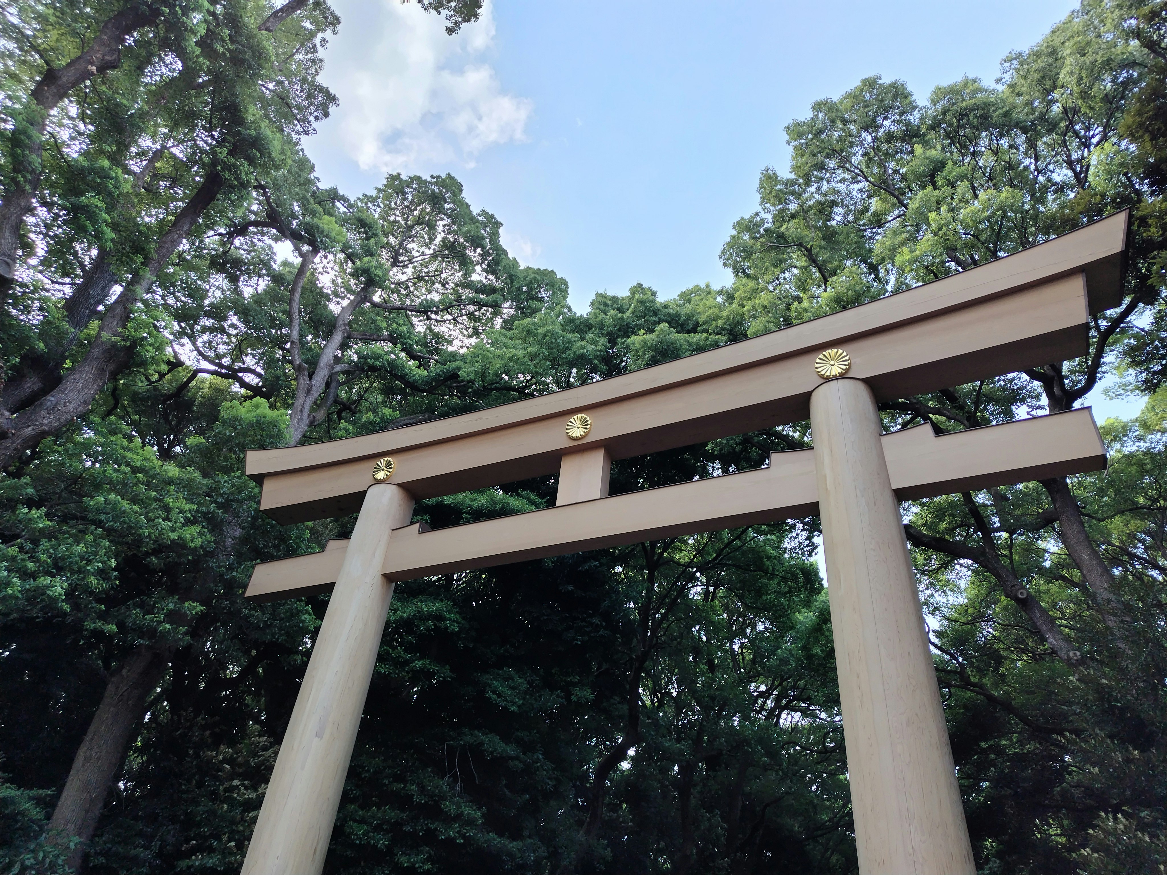 明治神宮の鳥居と緑の森の風景